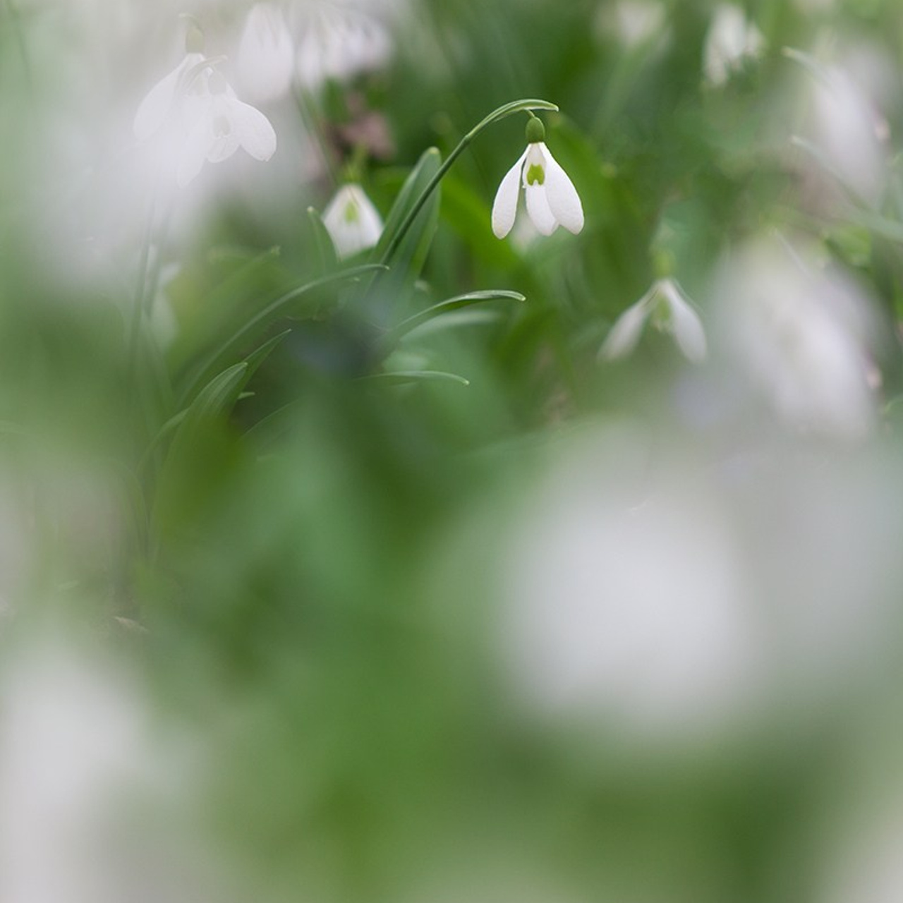 Весенний Крым. Пейзажный & Timelapse фотограф Роман Любимский
