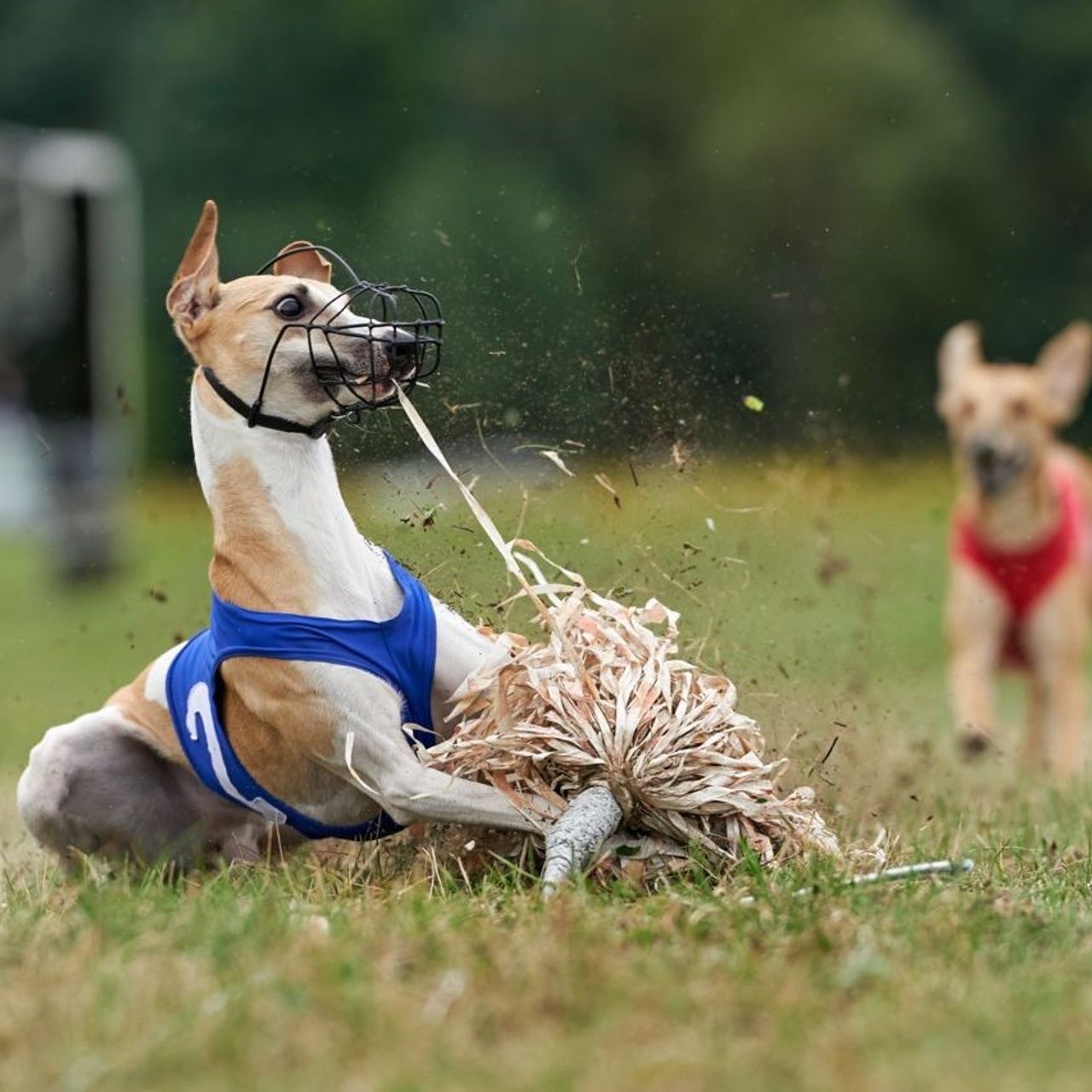 Отзывы. Фотограф-анималист Михаил Манухин