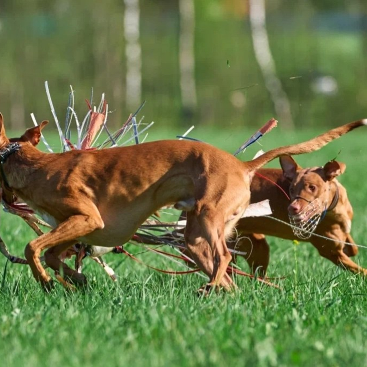 Отзывы. Фотограф-анималист Михаил Манухин