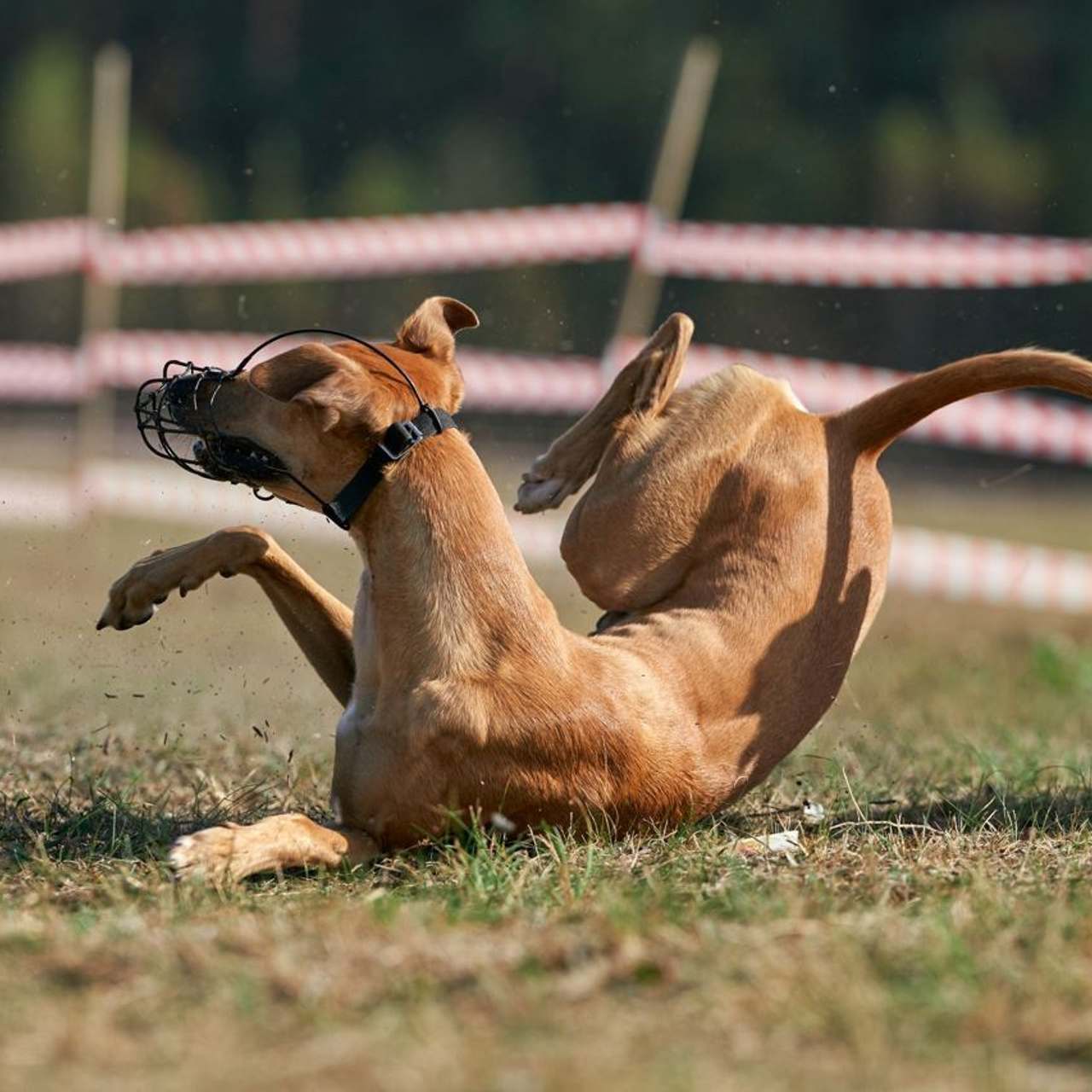 Отзывы. Фотограф-анималист Михаил Манухин