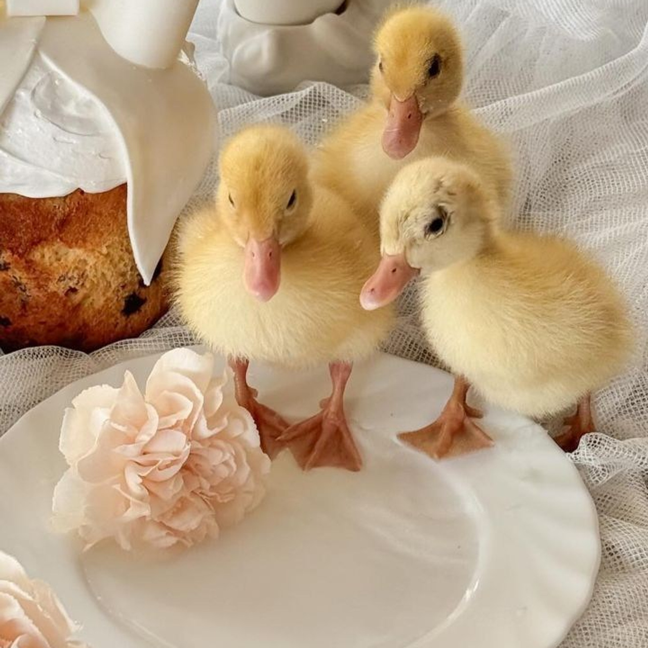 Отзывы. Семейный фотограф Одинцово Москва Наталия Черенкова