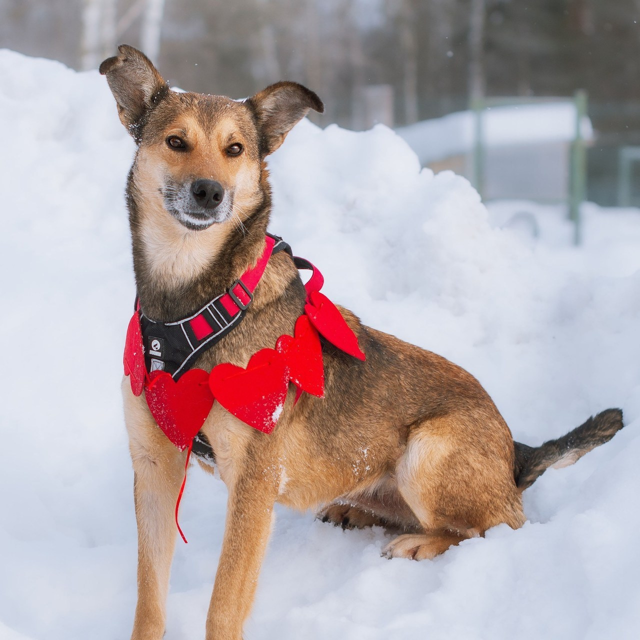 Отзывы об услугах фотографа анималиста в Москве. Фотограф собак, анималист в Москве Кира Яковлева