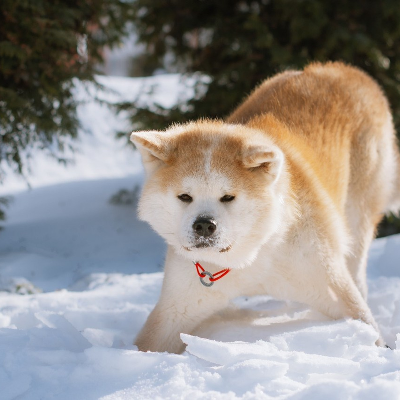 Отзывы об услугах фотографа анималиста в Москве. Фотограф собак, анималист в Москве Кира Яковлева