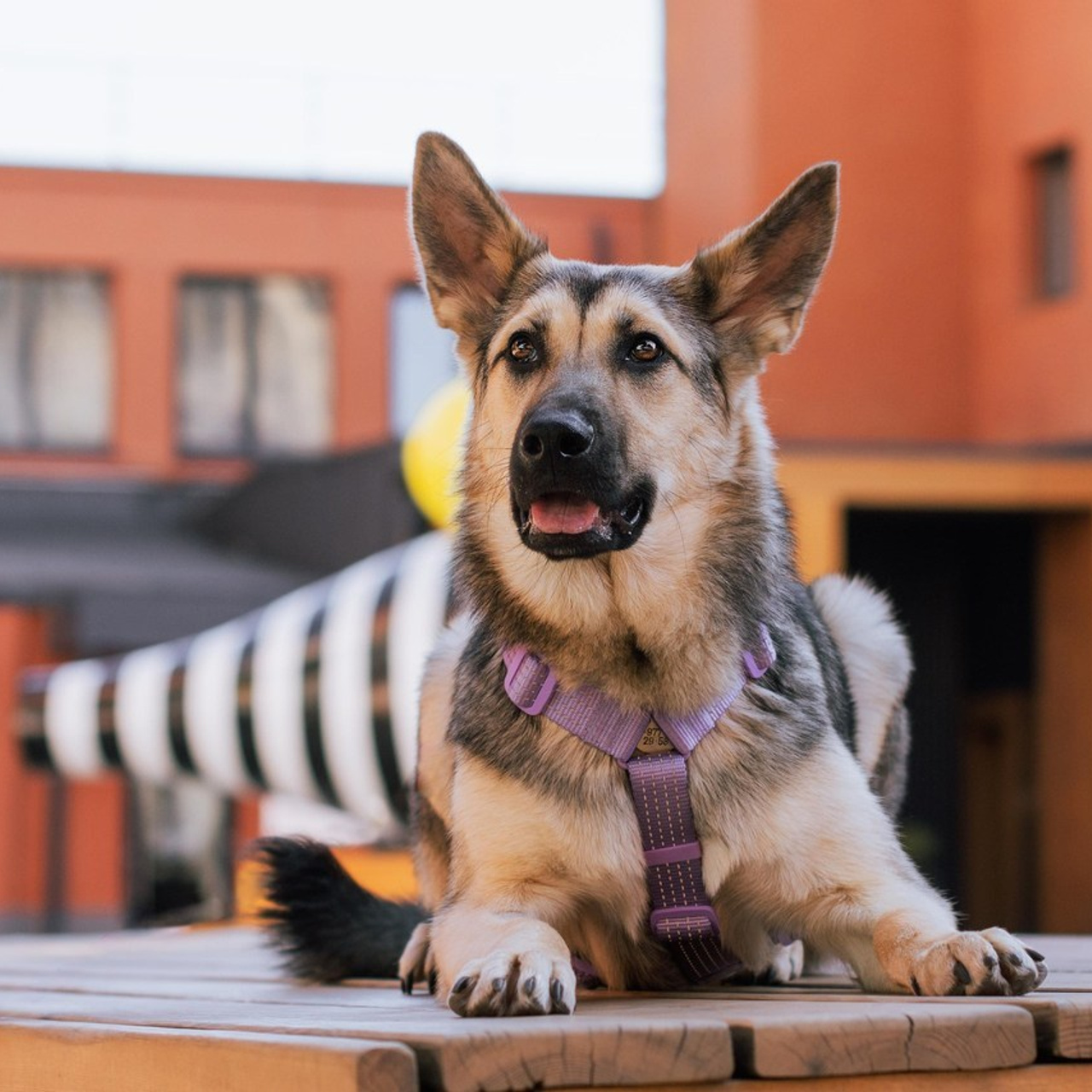 Отзывы об услугах фотографа анималиста в Москве. Фотограф собак, анималист в Москве Кира Яковлева