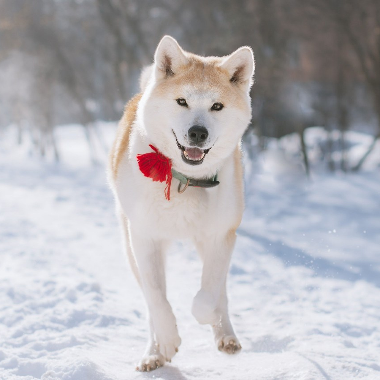 Отзывы об услугах фотографа анималиста в Москве. Фотограф собак, анималист в Москве Кира Яковлева