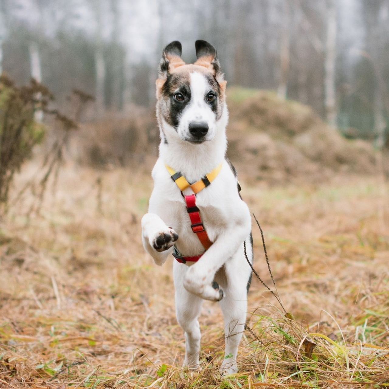 Отзывы об услугах фотографа анималиста в Москве. Фотограф собак, анималист в Москве Кира Яковлева