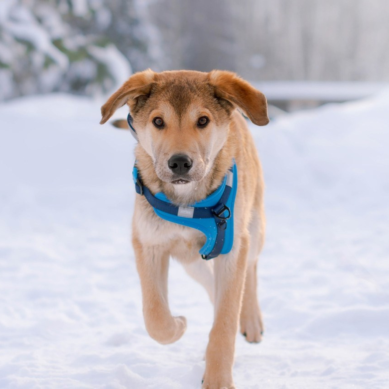 Отзывы об услугах фотографа анималиста в Москве. Фотограф собак, анималист в Москве Кира Яковлева