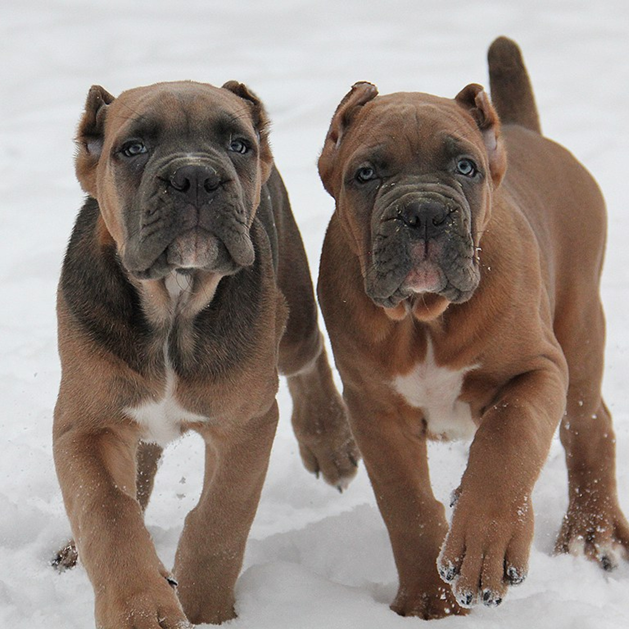 Помет «Ш» дата рождения 26.10.2020. Кане Корсо Лайф, щенки породы Кане Корсо, г. Москва