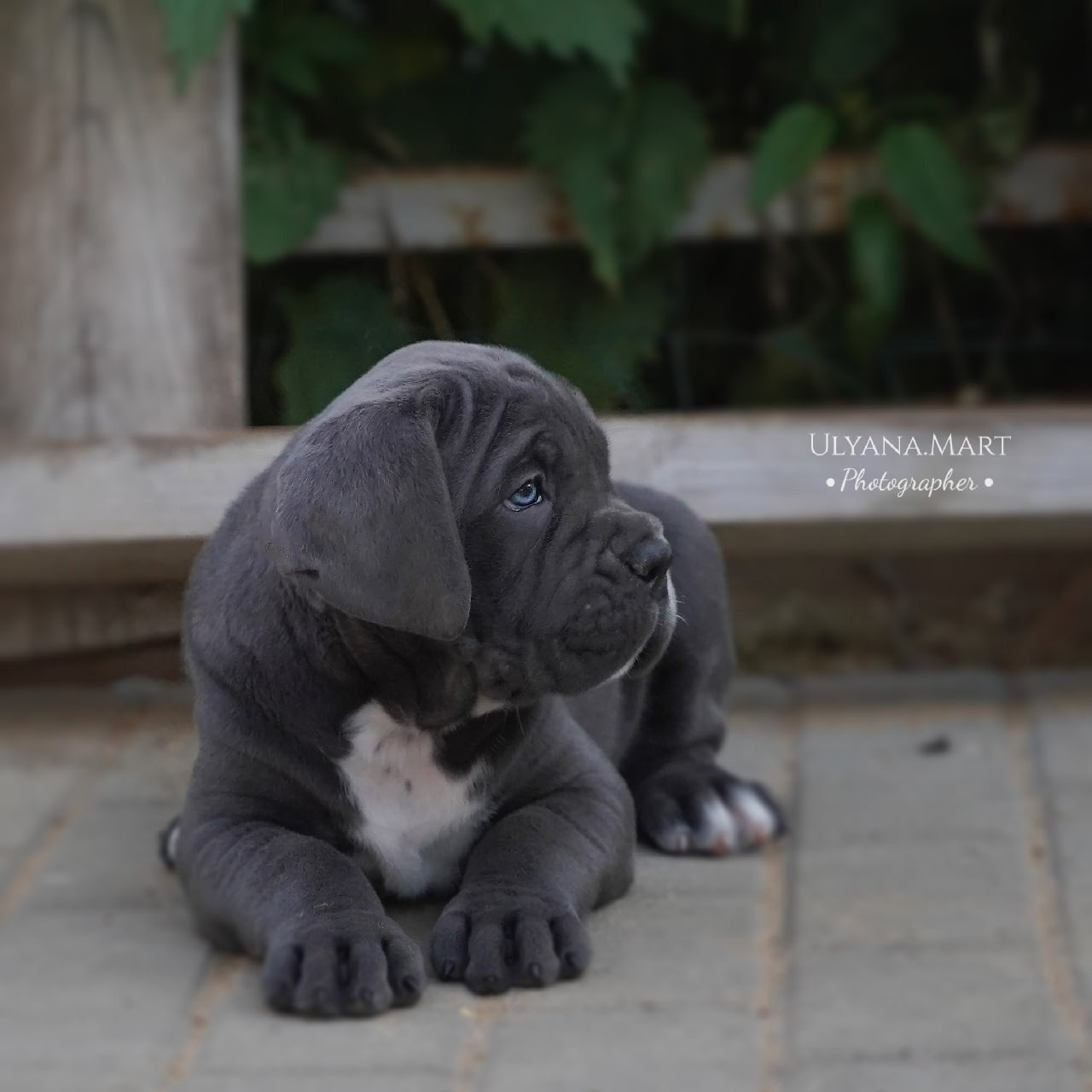 Помет «Б» дата рождения 01.05.2022. Кане Корсо Лайф, щенки породы Кане Корсо, г. Москва