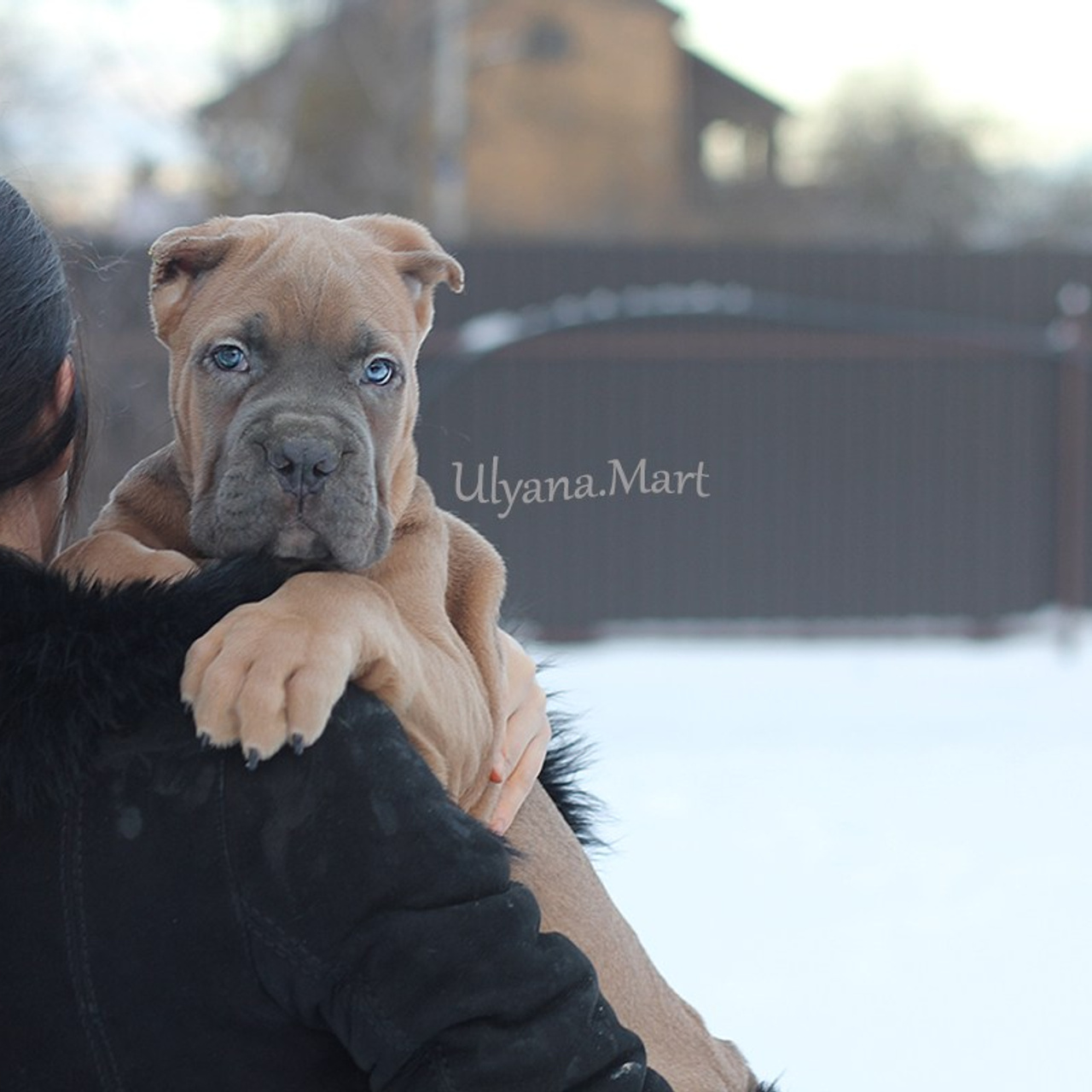 Помет «Ш» дата рождения 26.10.2020. Кане Корсо Лайф, щенки породы Кане Корсо, г. Москва