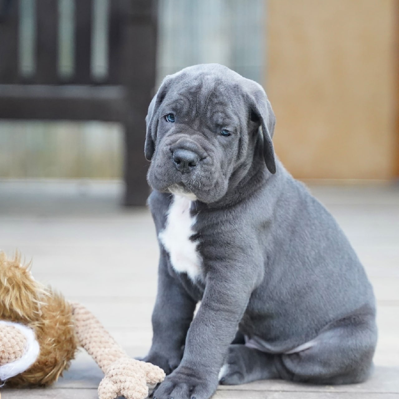 Помет «Б» дата рождения 01.05.2022. Кане Корсо Лайф, щенки породы Кане Корсо, г. Москва