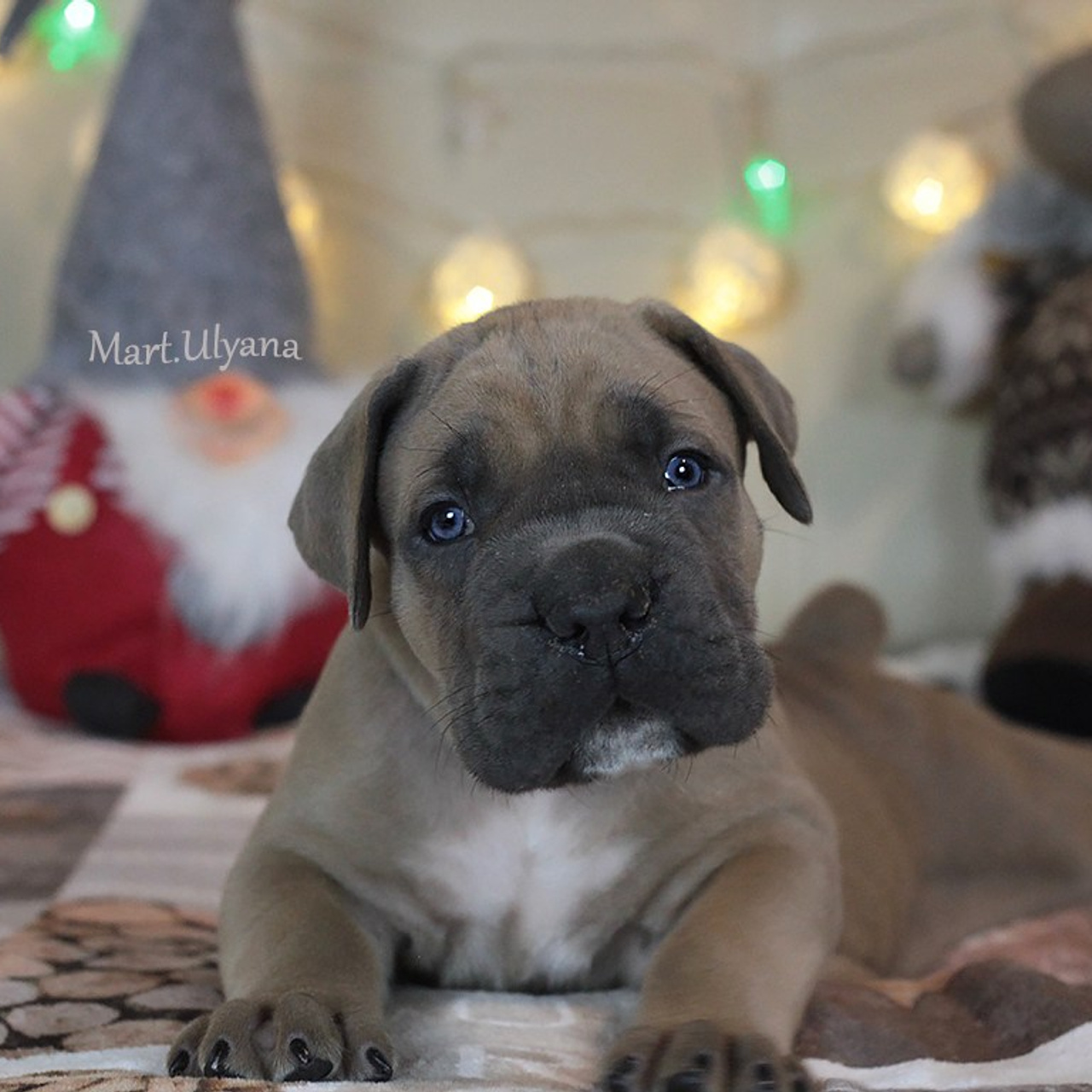 Помет «Ш» дата рождения 26.10.2020. Кане Корсо Лайф, щенки породы Кане Корсо, г. Москва