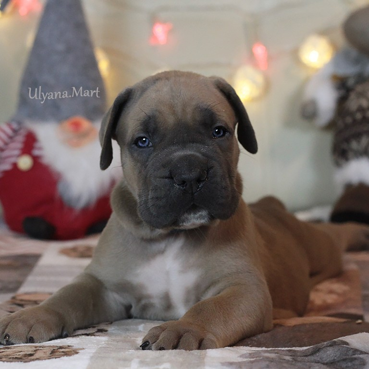 Помет «Ш» дата рождения 26.10.2020. Кане Корсо Лайф, щенки породы Кане Корсо, г. Москва