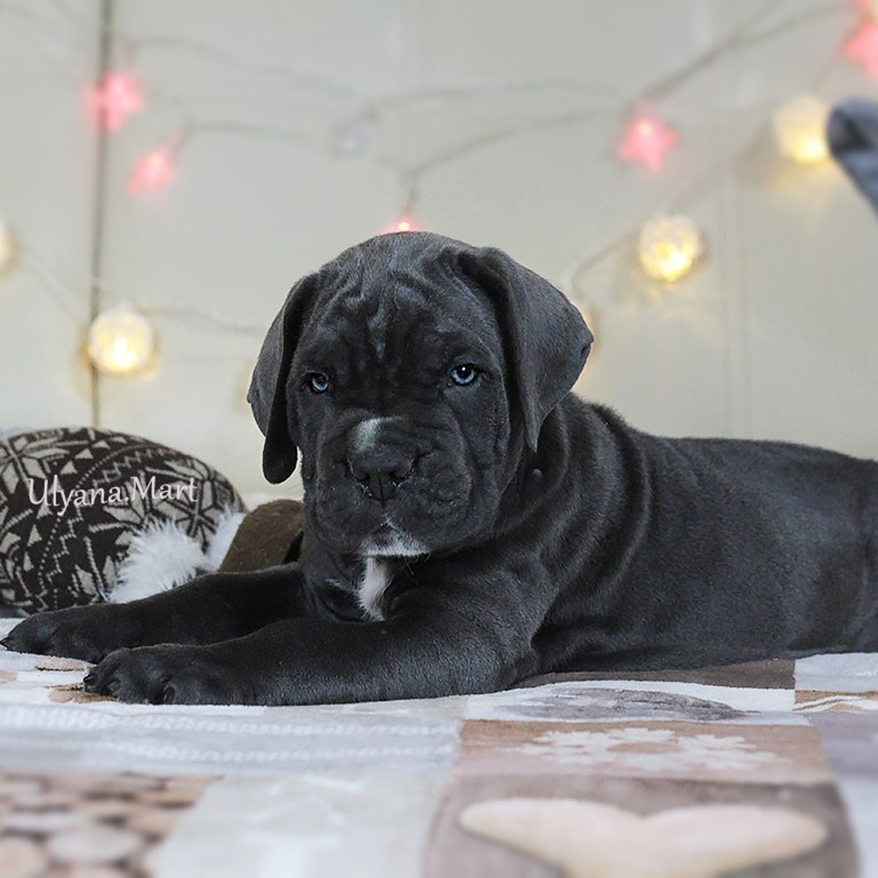 Помет «Ш» дата рождения 26.10.2020. Кане Корсо Лайф, щенки породы Кане Корсо, г. Москва