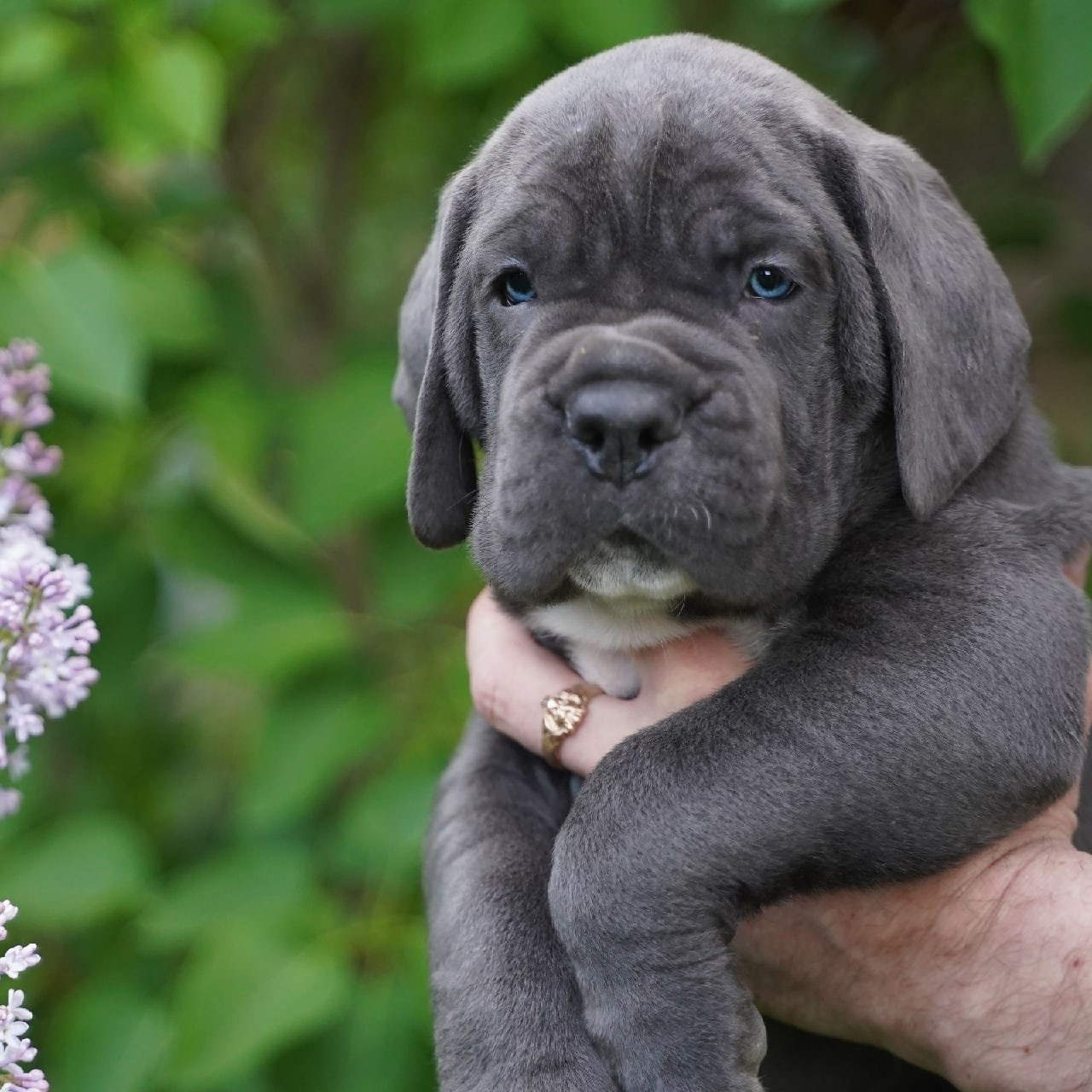 Помет «Б» дата рождения 01.05.2022. Кане Корсо Лайф, щенки породы Кане Корсо, г. Москва