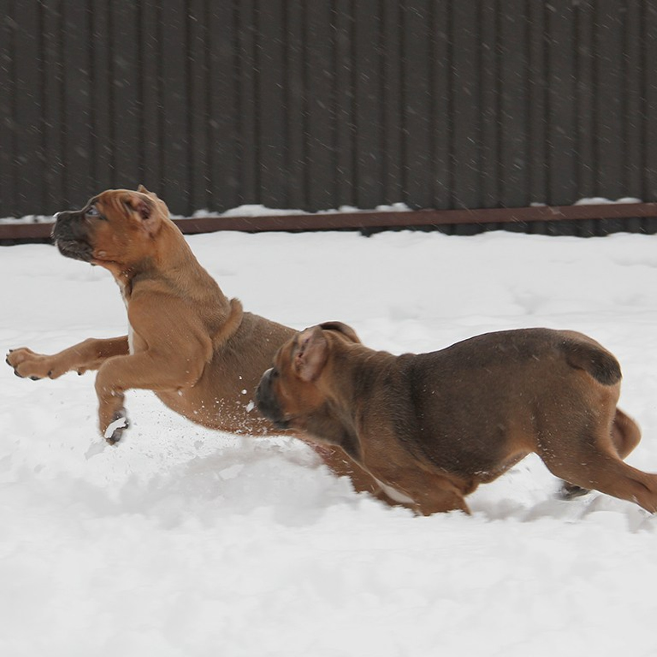 Помет «Ш» дата рождения 26.10.2020. Кане Корсо Лайф, щенки породы Кане Корсо, г. Москва