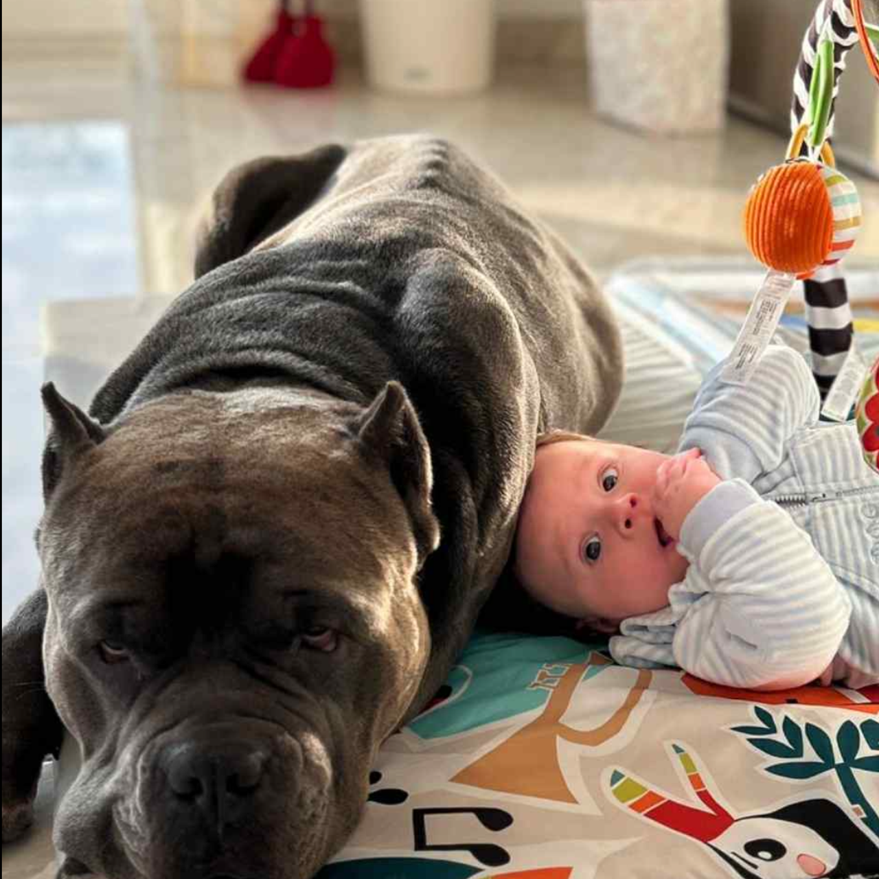 Американские булли XL в г. Калининград. Питомник Great Bully UNIVERSE