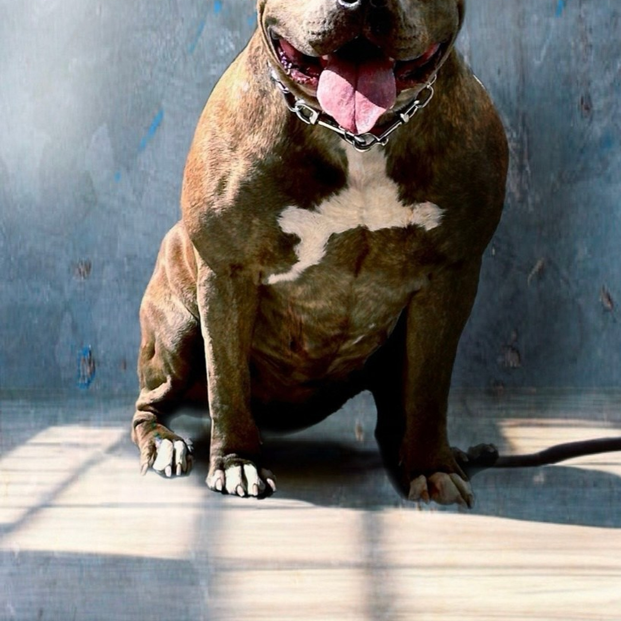 Американские булли XL в г. Калининград. Питомник Great Bully UNIVERSE