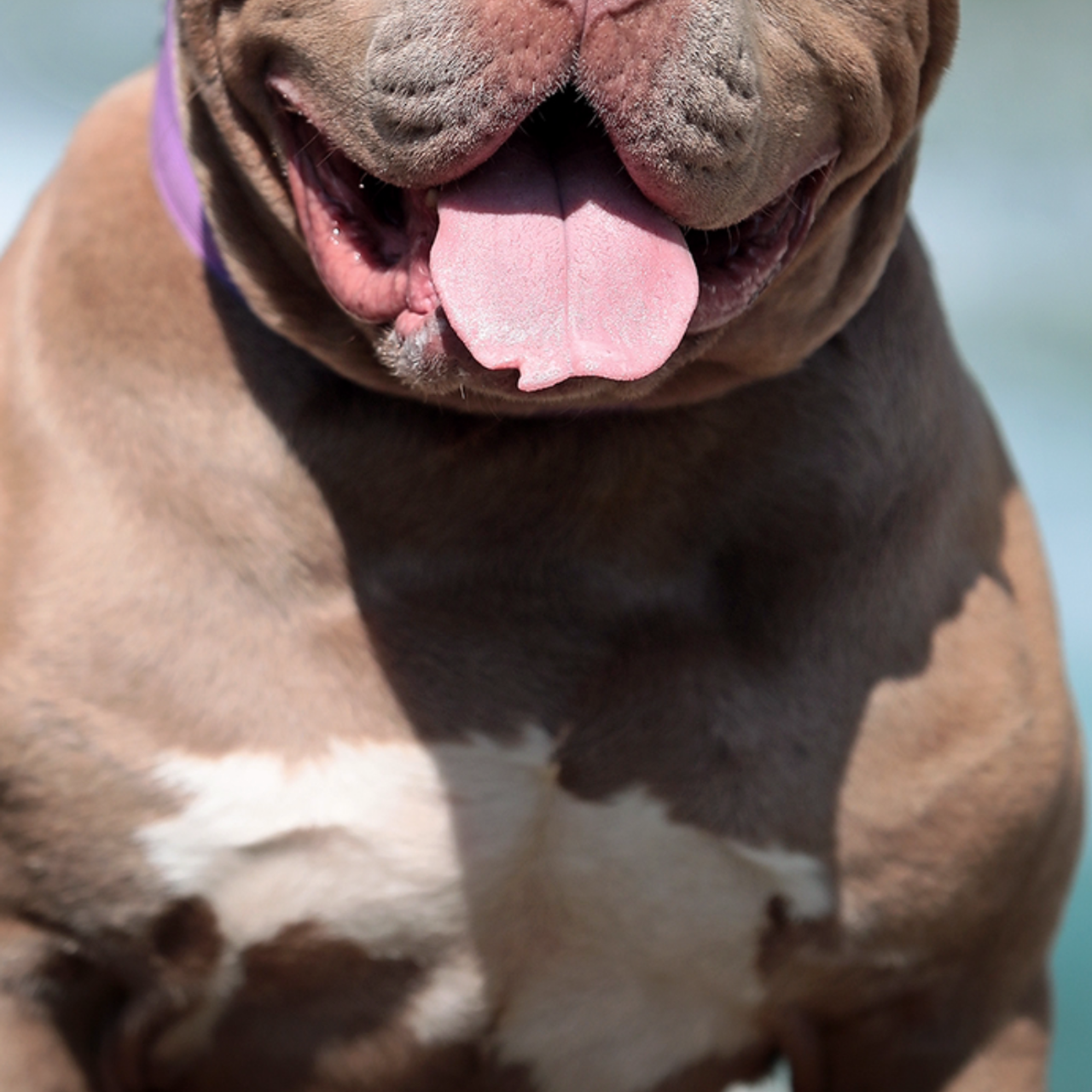 Отзывы. Американские булли XL в г. Калининград. Питомник Great Bully UNIVERSE