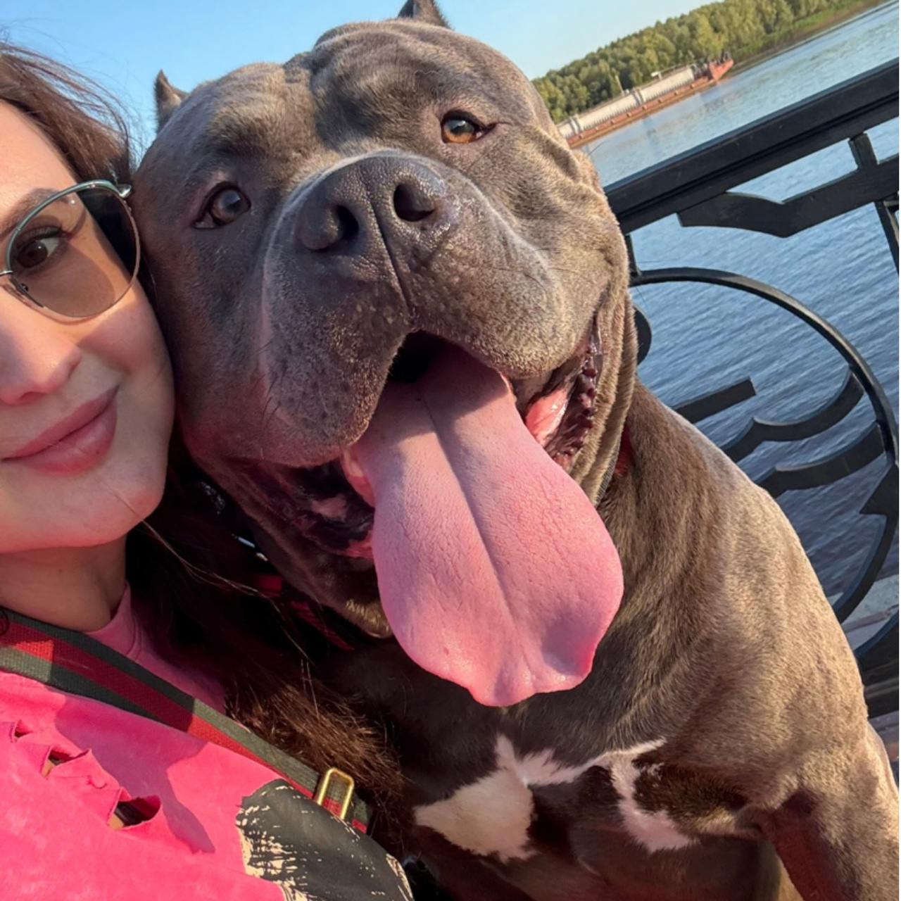 Отзывы. Американские булли XL в г. Калининград. Питомник Great Bully UNIVERSE