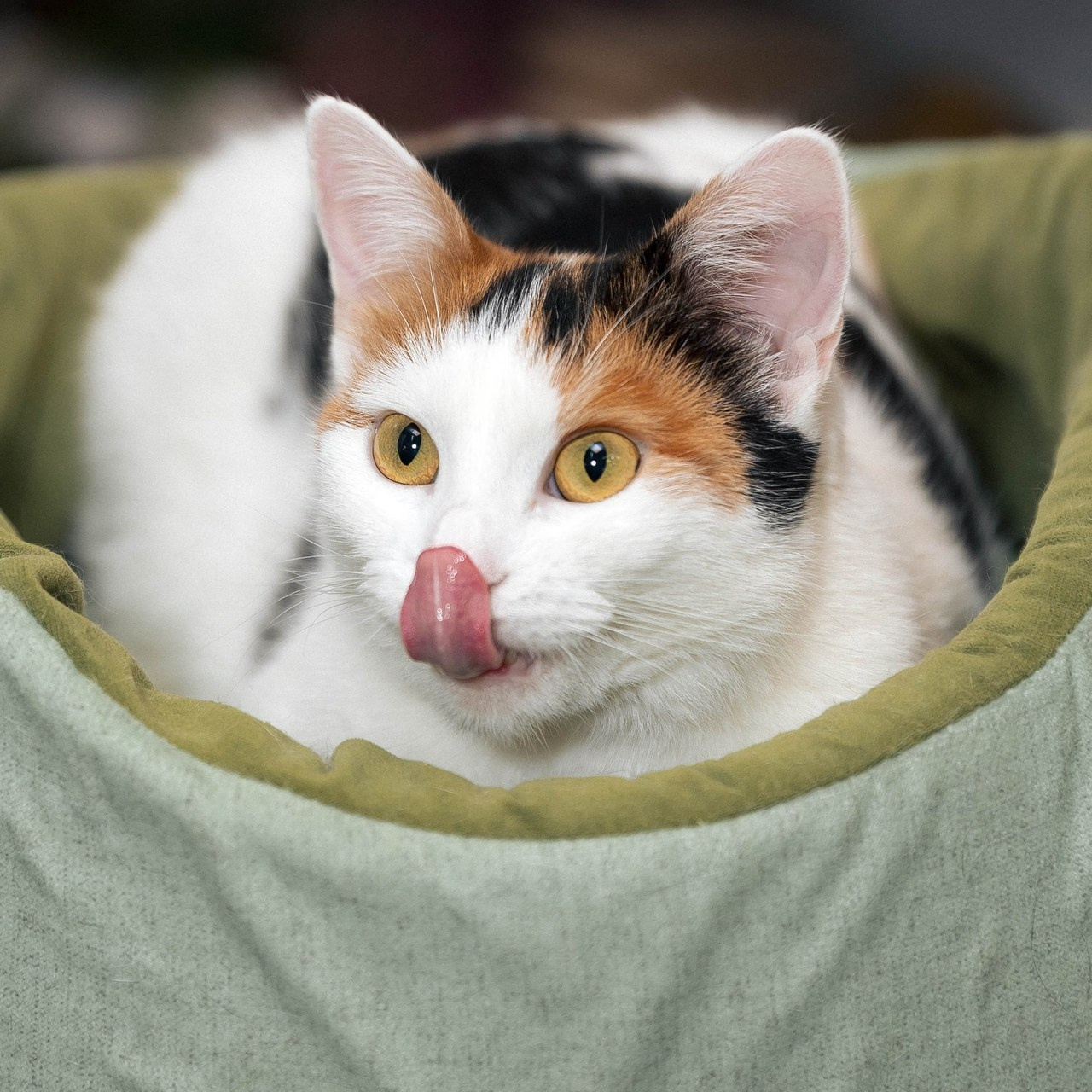 Отзывы. Фотограф Лебедева Татьяна г. Орехово-Зуево