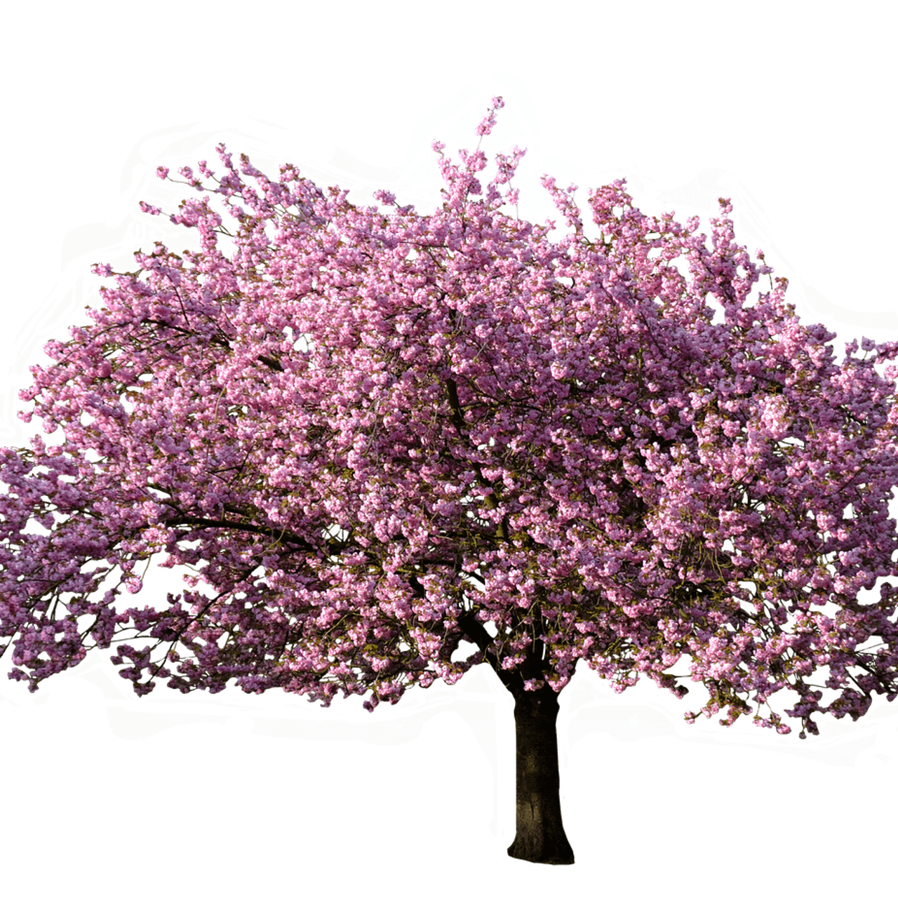 Отзывы. Детский и семейный фотограф Елена Михайлова в Москве