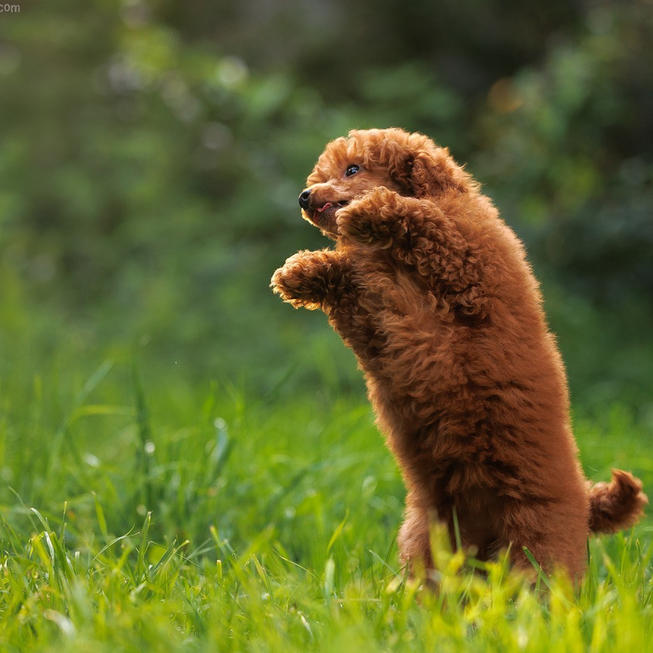 Отзывы. Фотограф собак, фотограф-анималист Аня Титова (Titanya). Москва