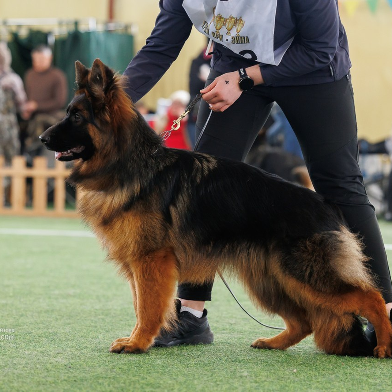 Отзывы. Фотограф собак, фотограф-анималист Аня Титова (Titanya). Москва
