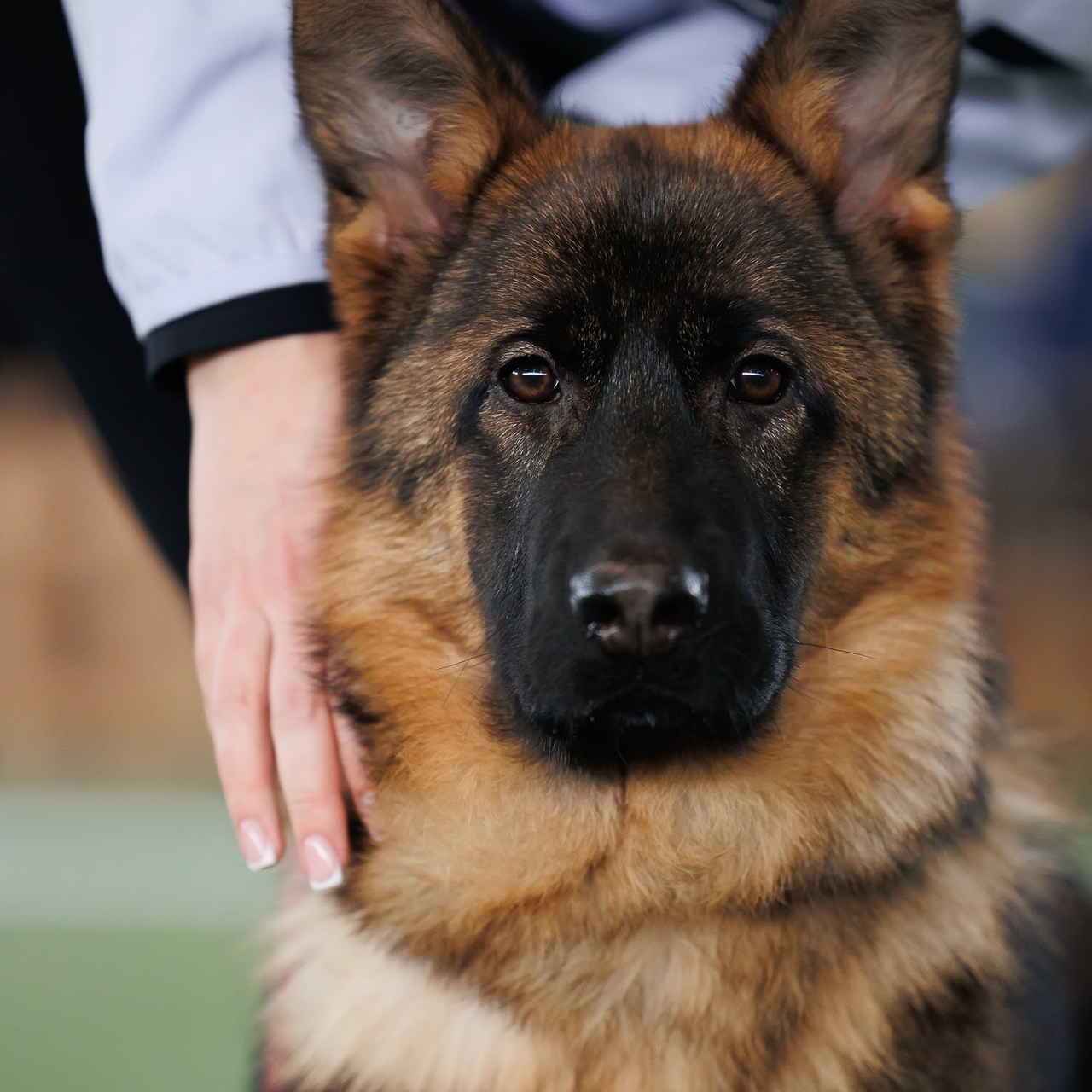 Отзывы. Фотограф собак, фотограф-анималист Аня Титова (Titanya). Москва