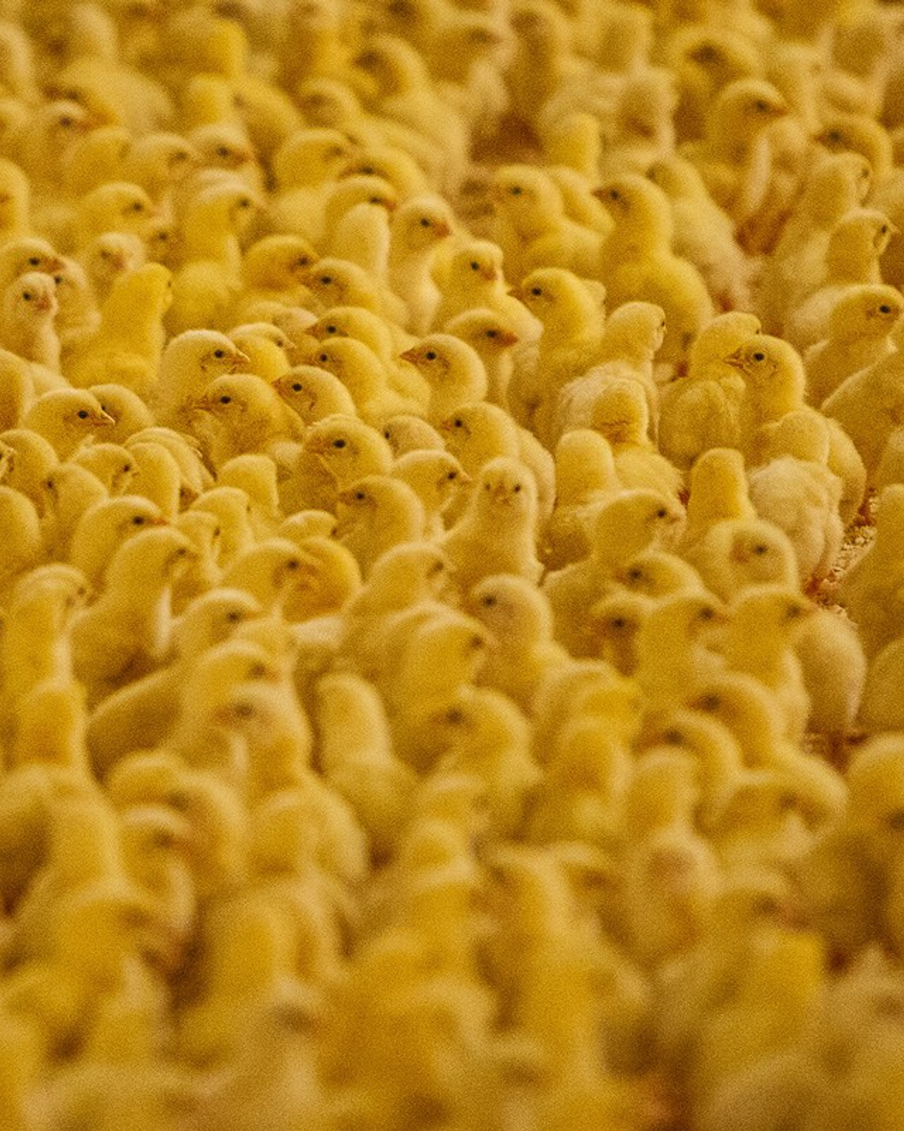 Тюменский бройлер