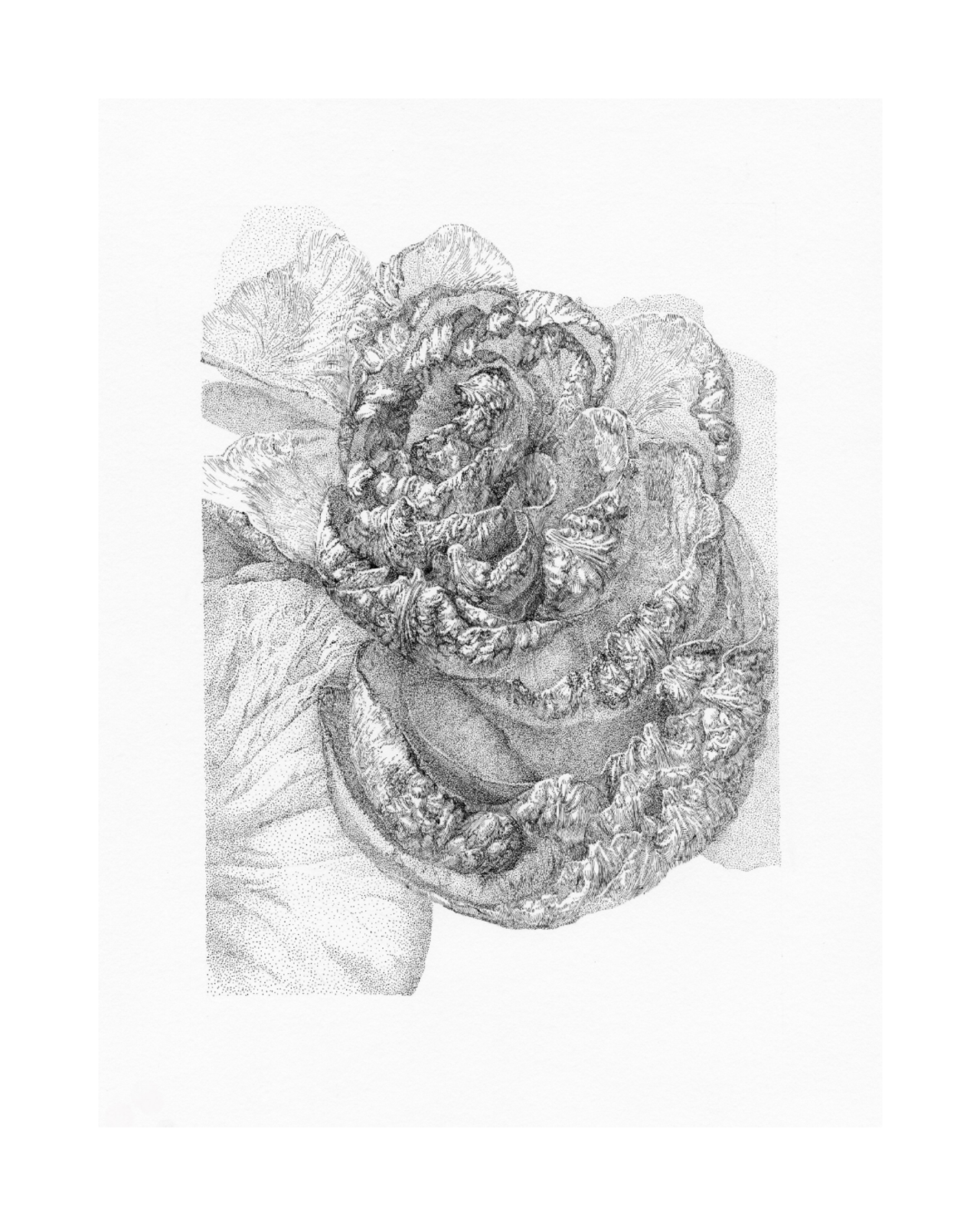 After Bouquet. Rose. 4