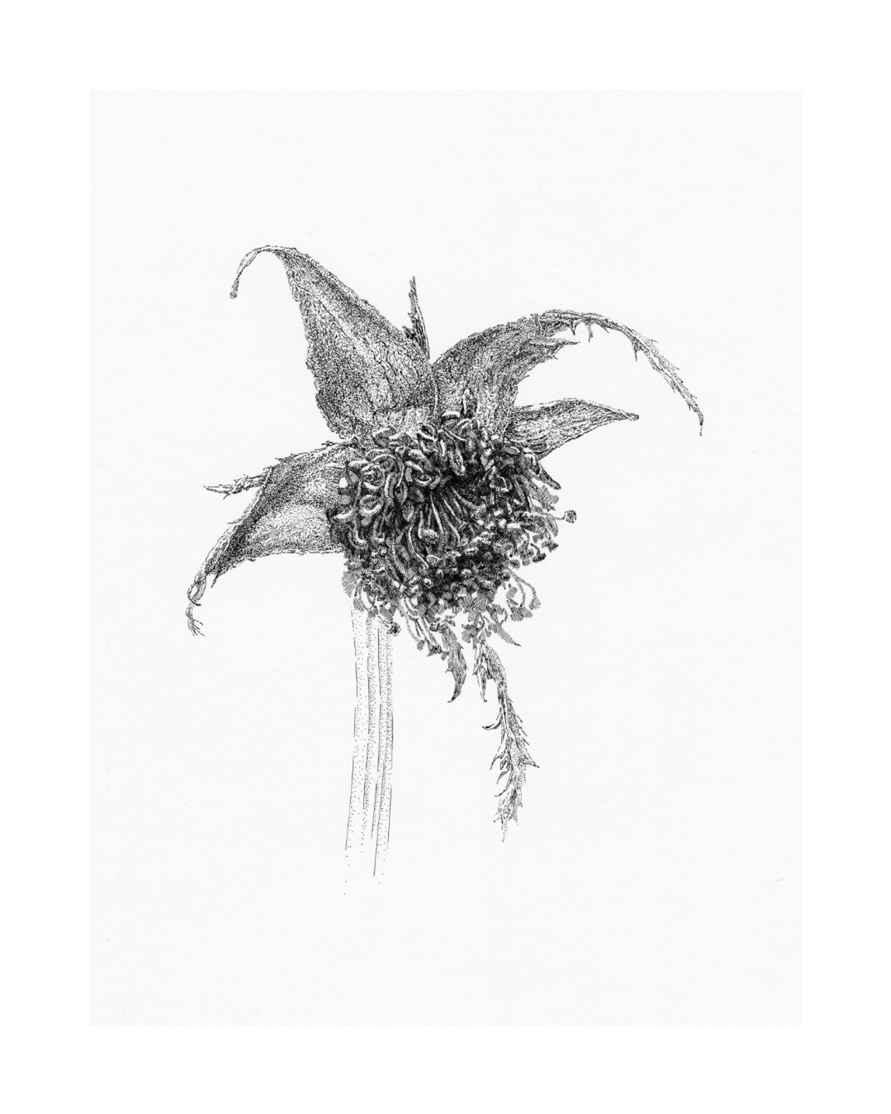 After Bouquet. Rose. 7