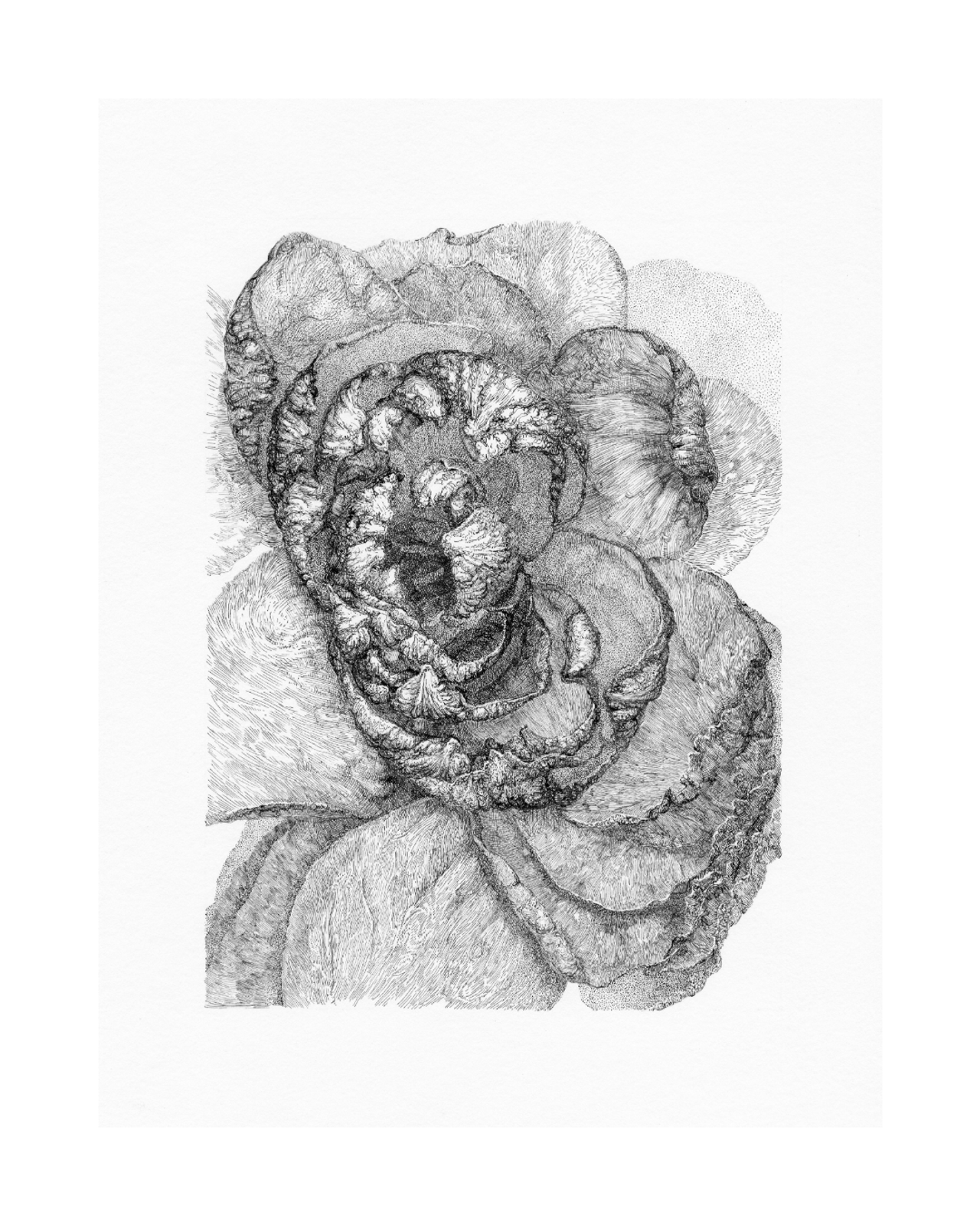 After Bouquet. Rose. 6