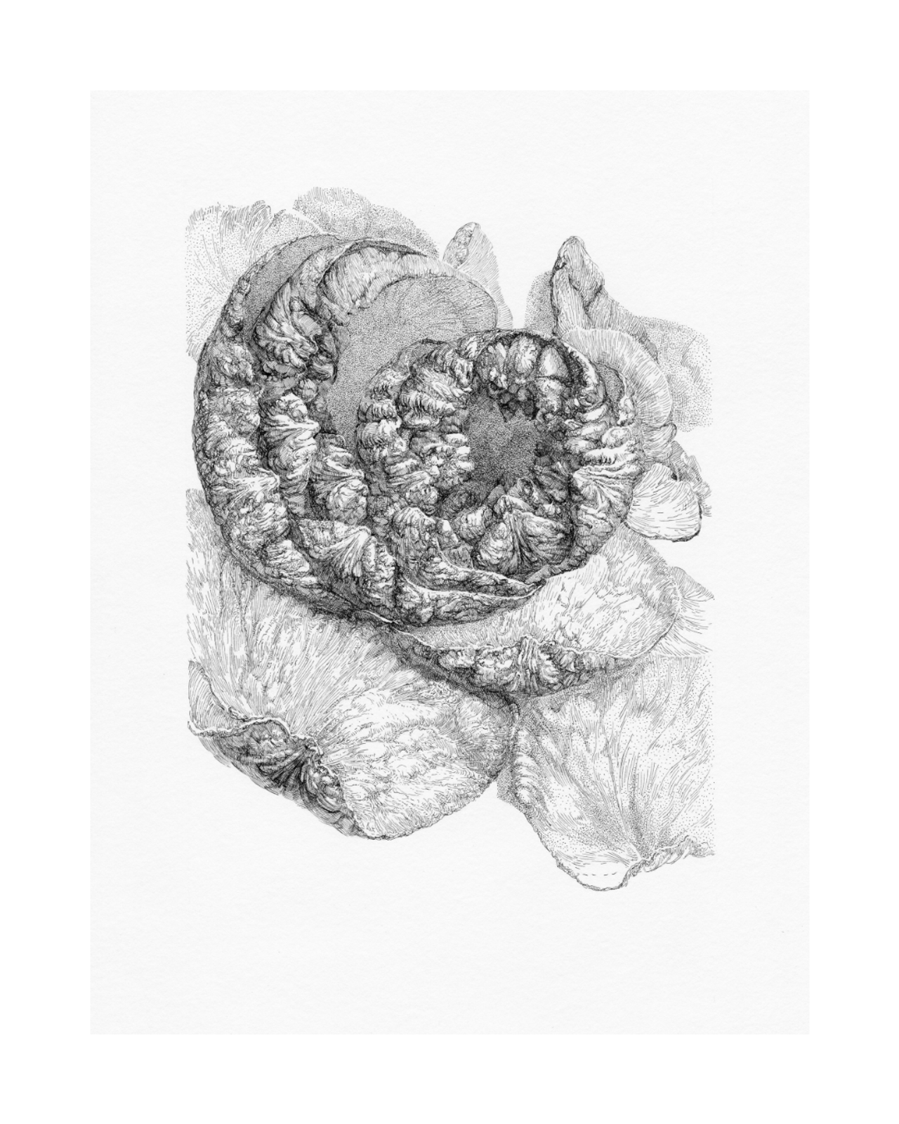 After Bouquet. Rose. 2