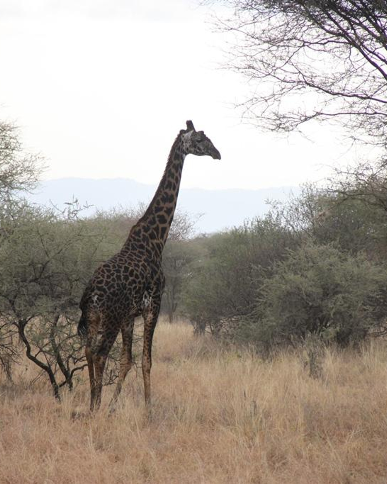 Tarangire National Park Tanzania