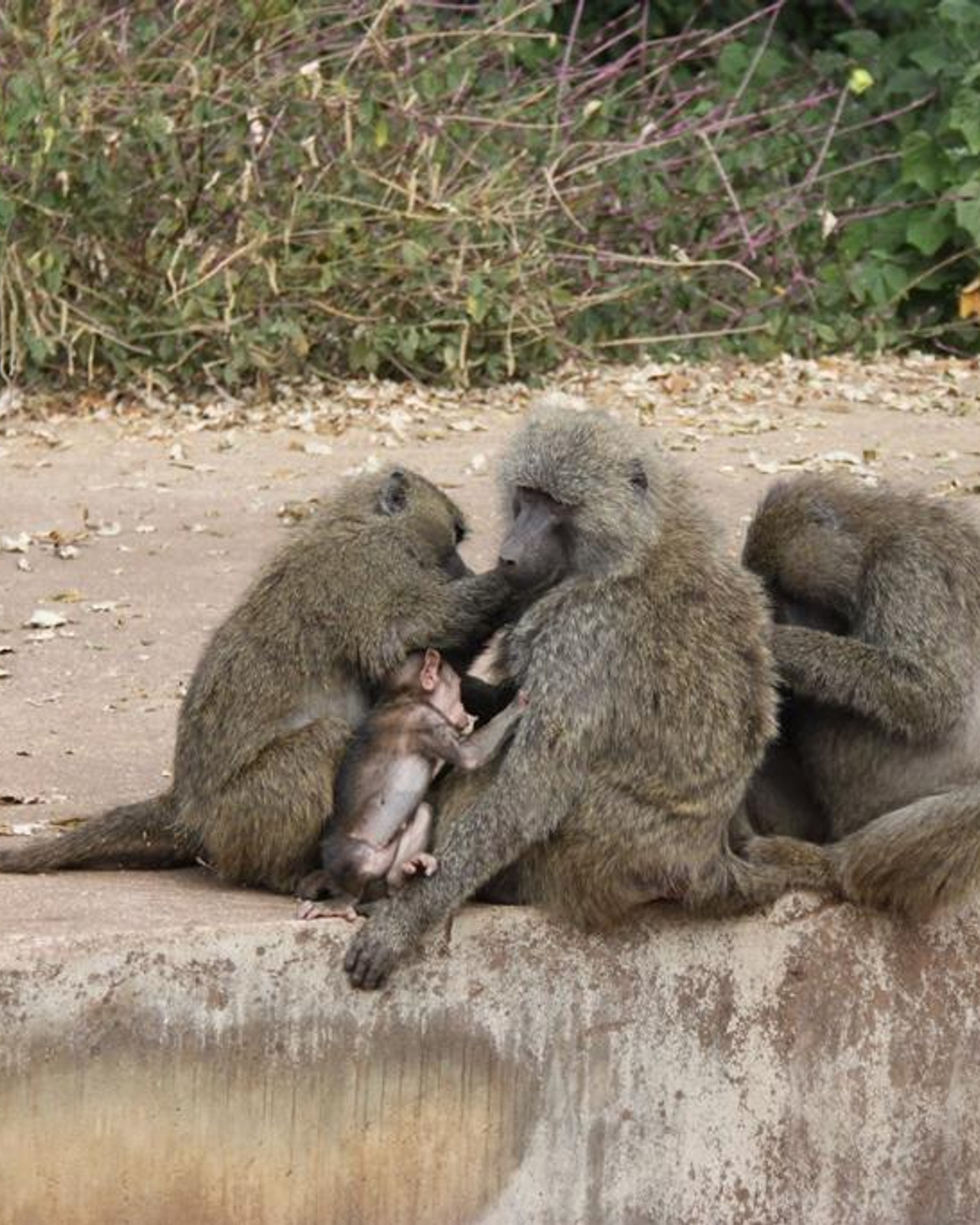 Ngorongoro Conservation Area