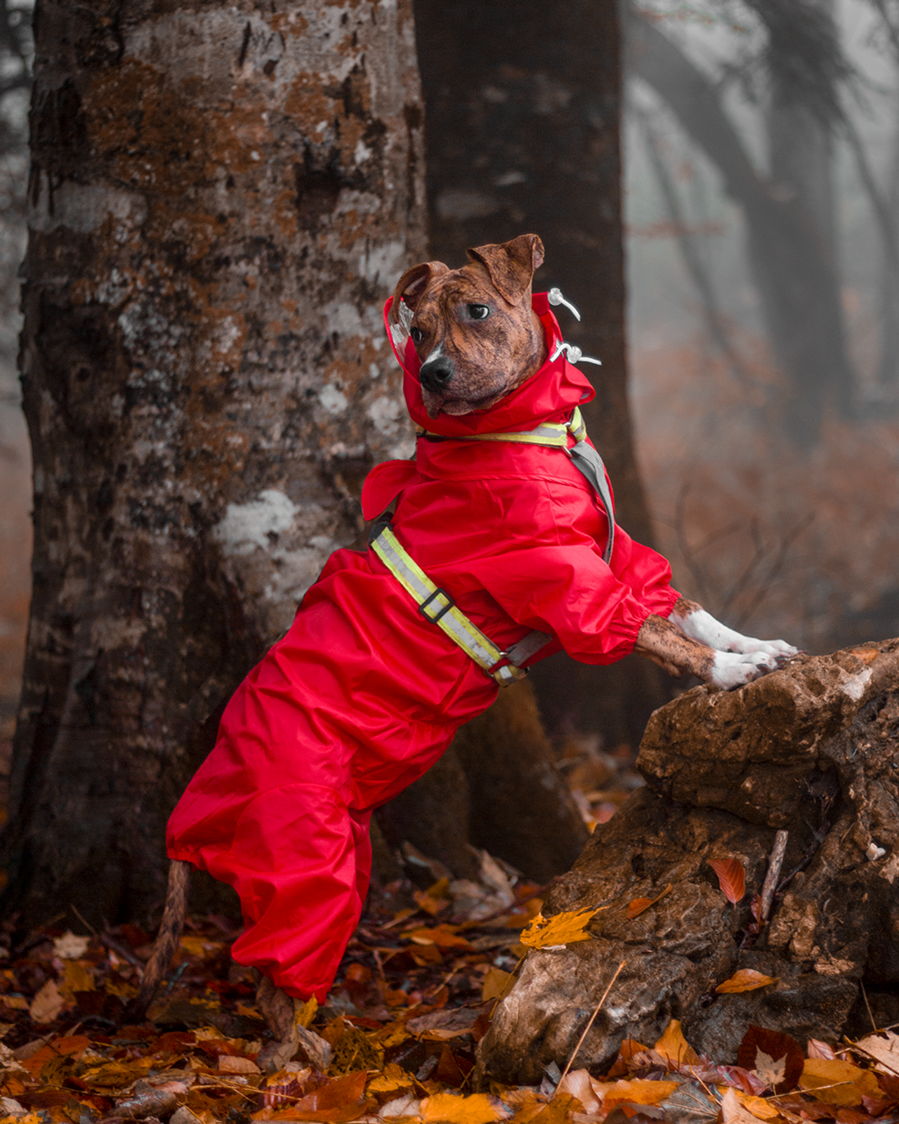 Съемка товаров для животных