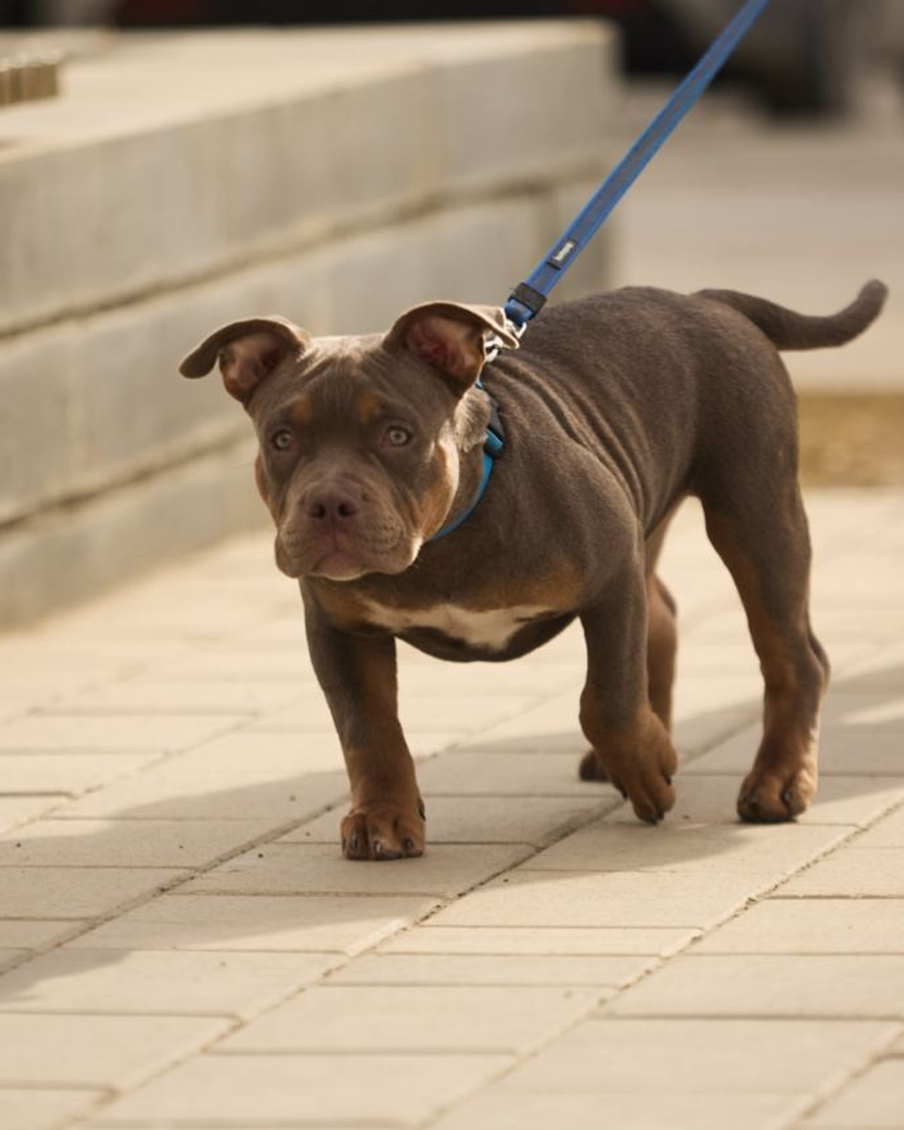 Фотосессия Kenzo