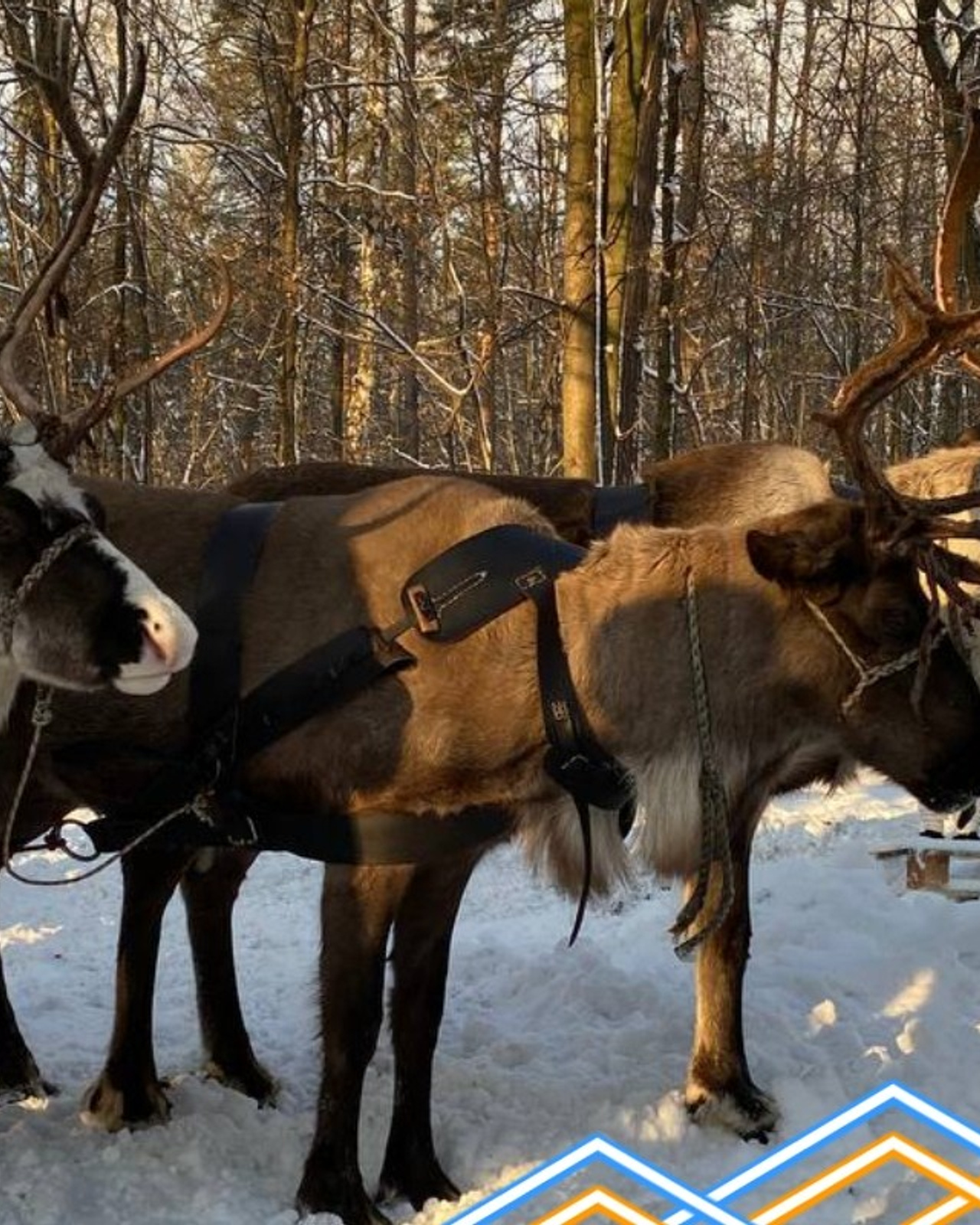 В&nbsp;гости к&nbsp;северным оленям | 02.12.2023