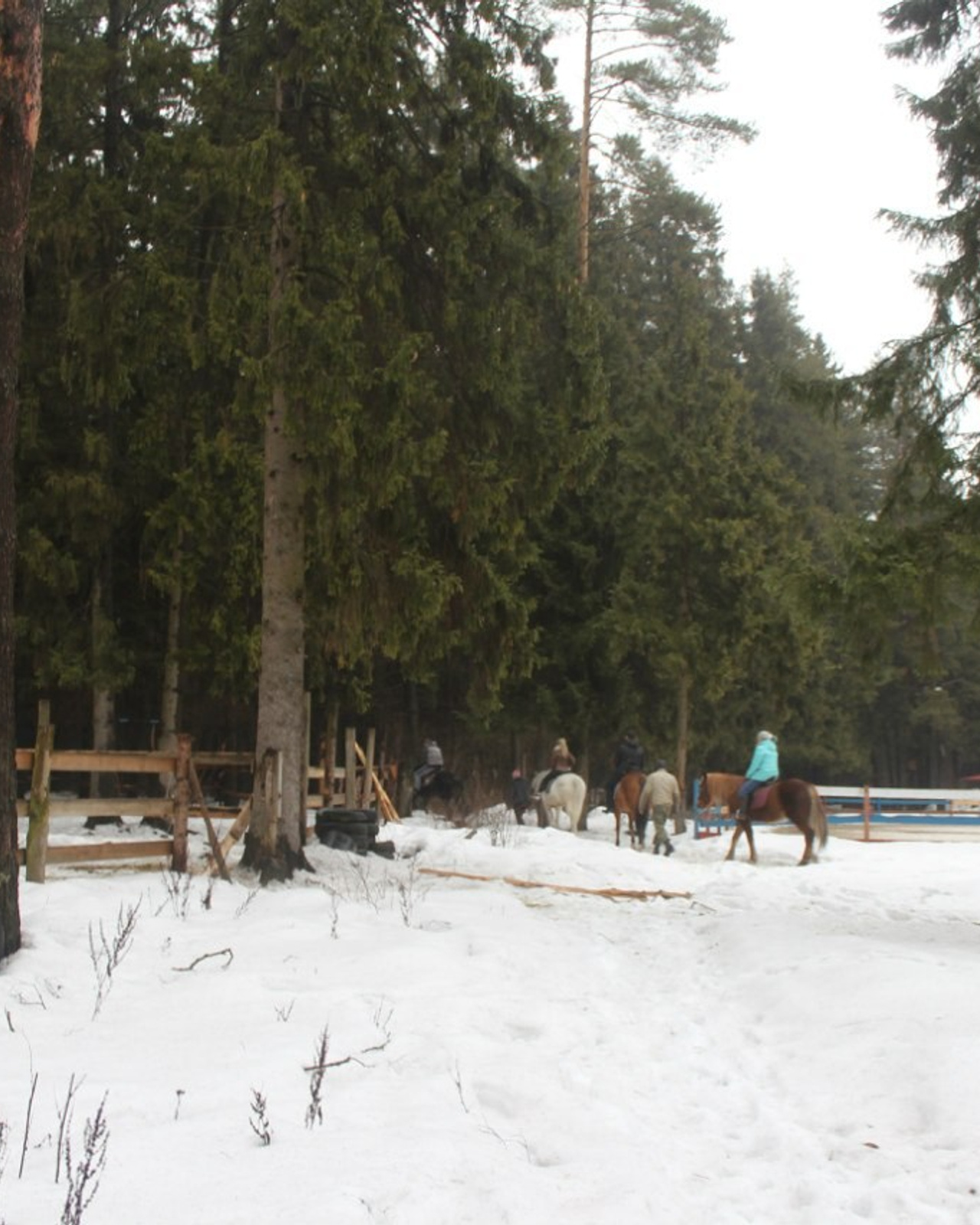 Лошадинг | 01.03.2015