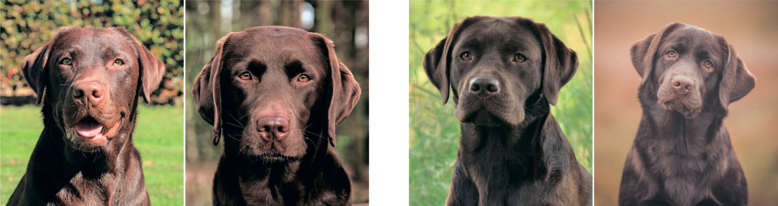 Как сделать фото?. Портретная вышивка питомцев