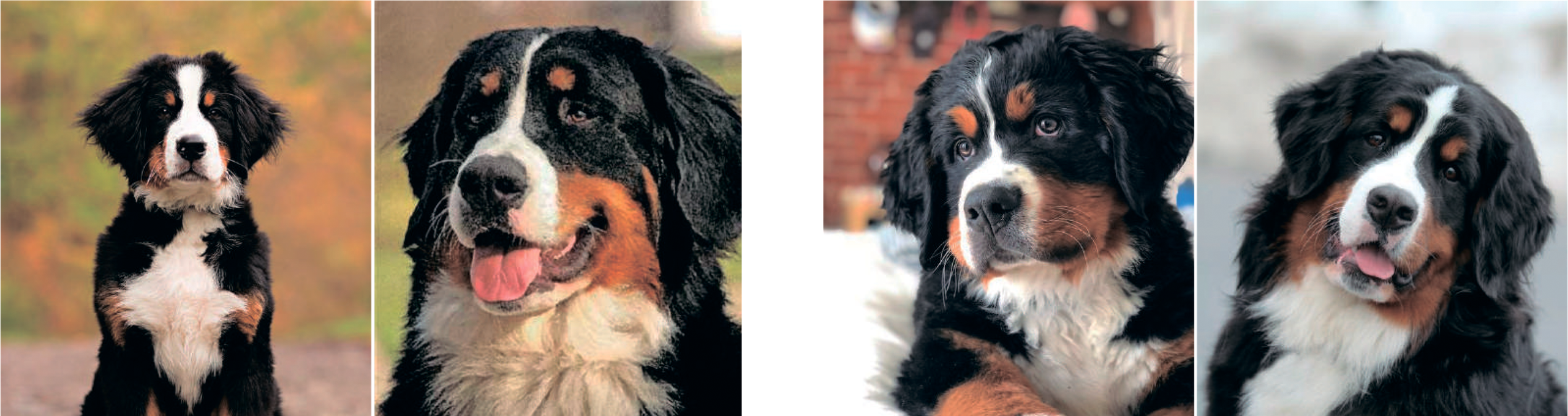 Как сделать фото?. Портретная вышивка питомцев