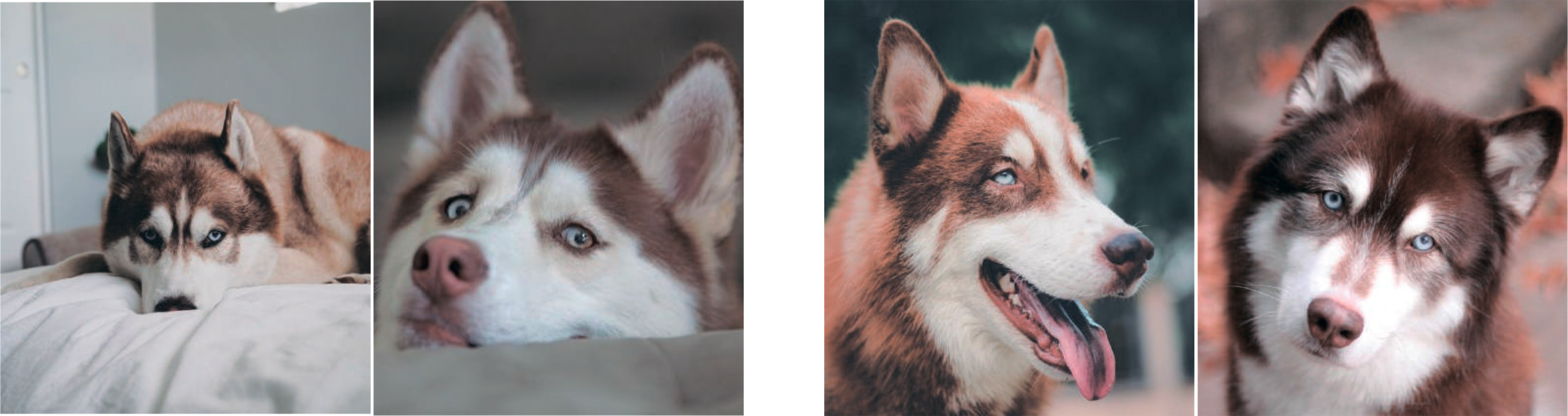 Как сделать фото?. Портретная вышивка питомцев