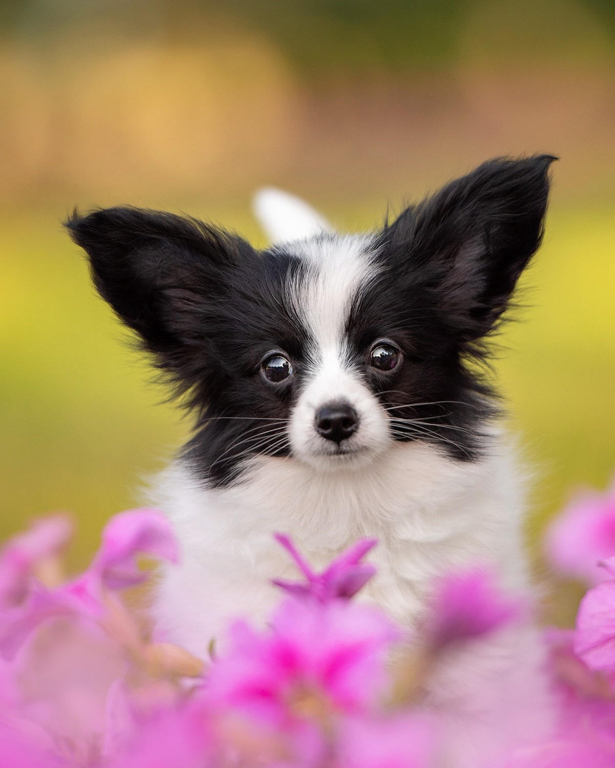 Предпродажная фотосессия щенков. Фотограф собак в Москве и Московской области Иванушкина Мария