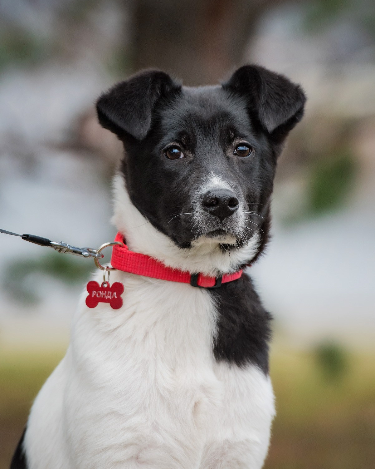 Подготовка собаки к фотосессии. Фотограф собак в Москве и Московской области Иванушкина Мария