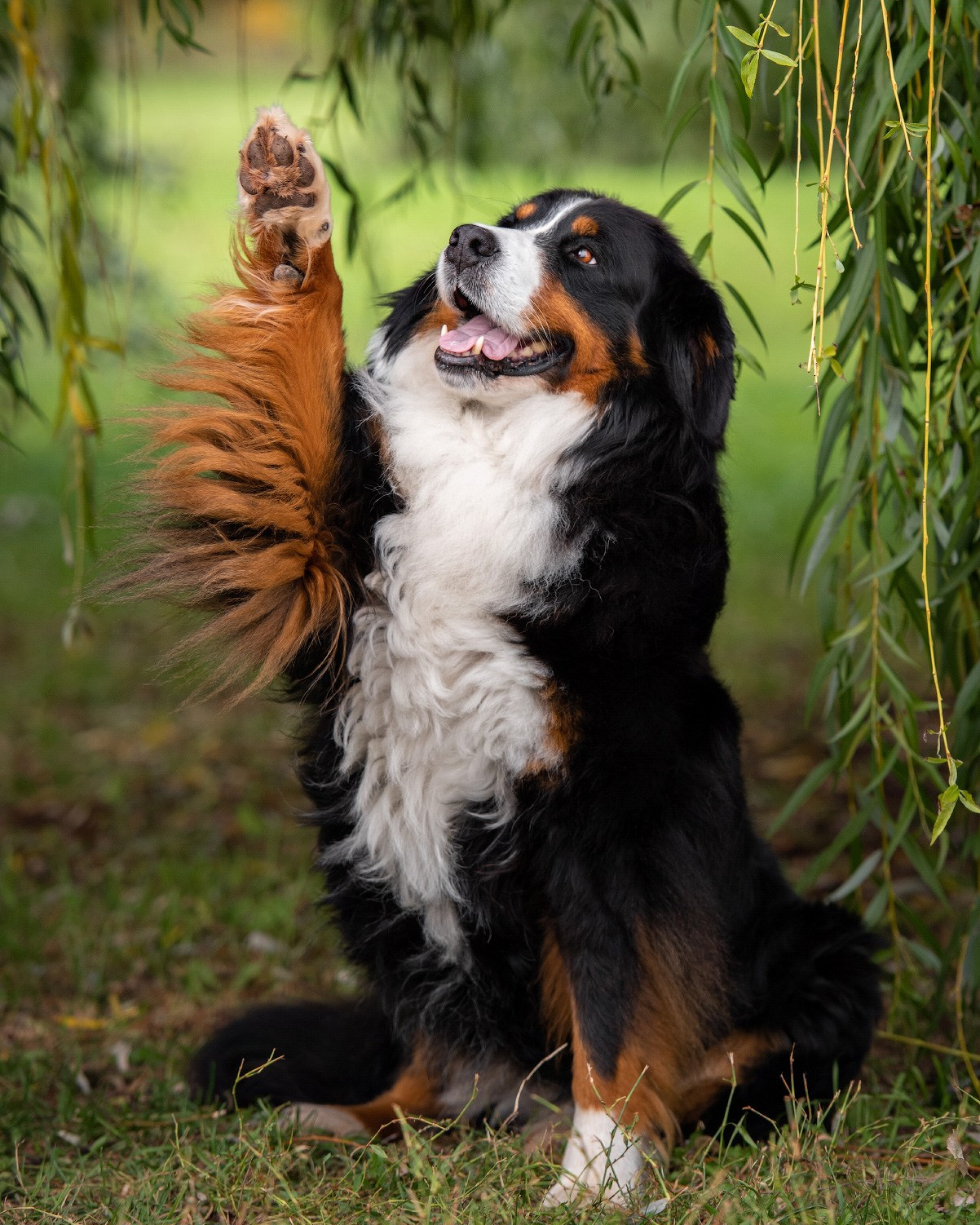 Лучшие трюки собак для фотосессии. Фотограф собак в Москве и Московской области Иванушкина Мария