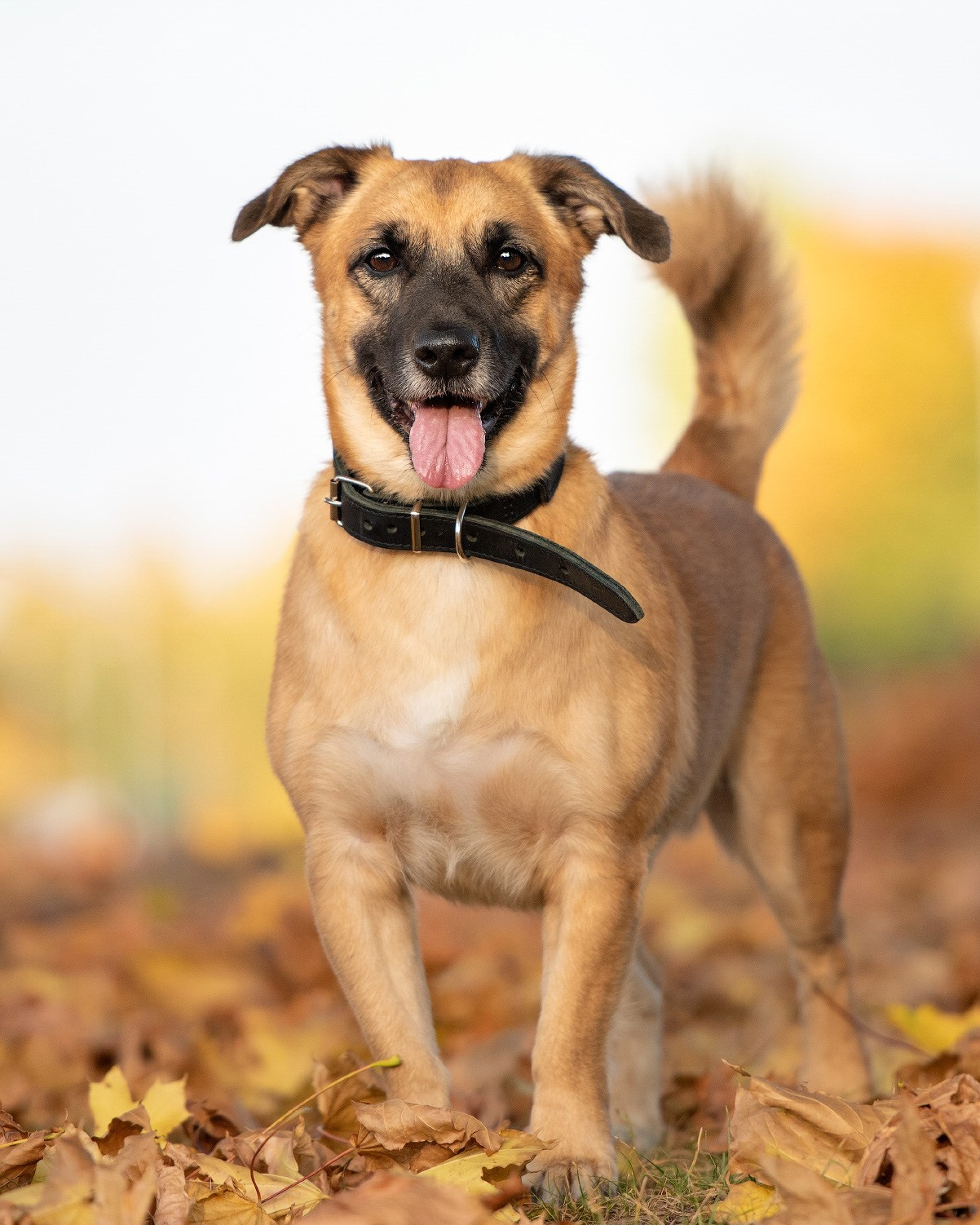 Подготовка собаки к фотосессии. Фотограф собак в Москве и Московской области Иванушкина Мария
