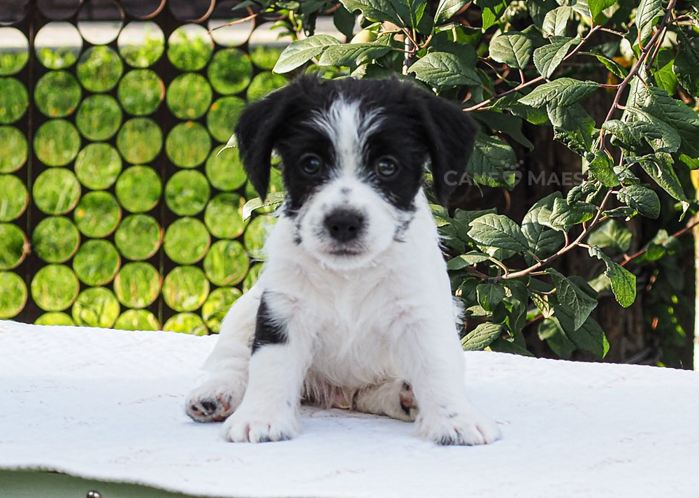 LITTER «R» 12/06/2023. CANE MAESTRO — kennel Jack Russell Terrier