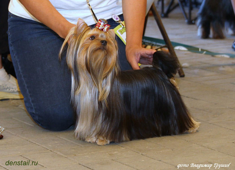 2013 г Результаты выставок. Питомник Йоркширских терьеров Дэнстайл в Санкт-Петербурге заводчик Тих