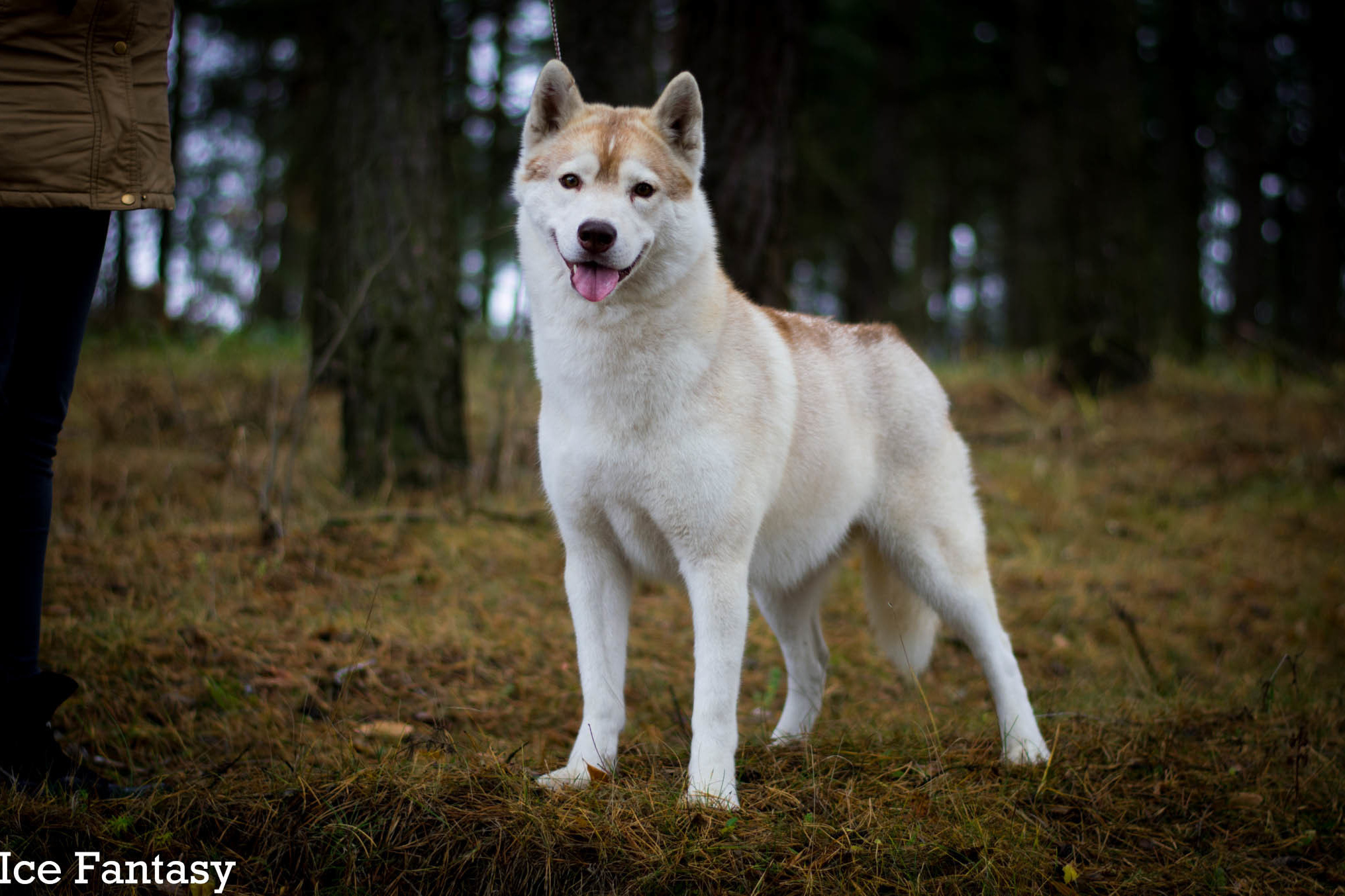 История питомника Ice Fantasy. Купить щенка Вельш-корги-кардиган в семейном питомнике — Ice Fantasy